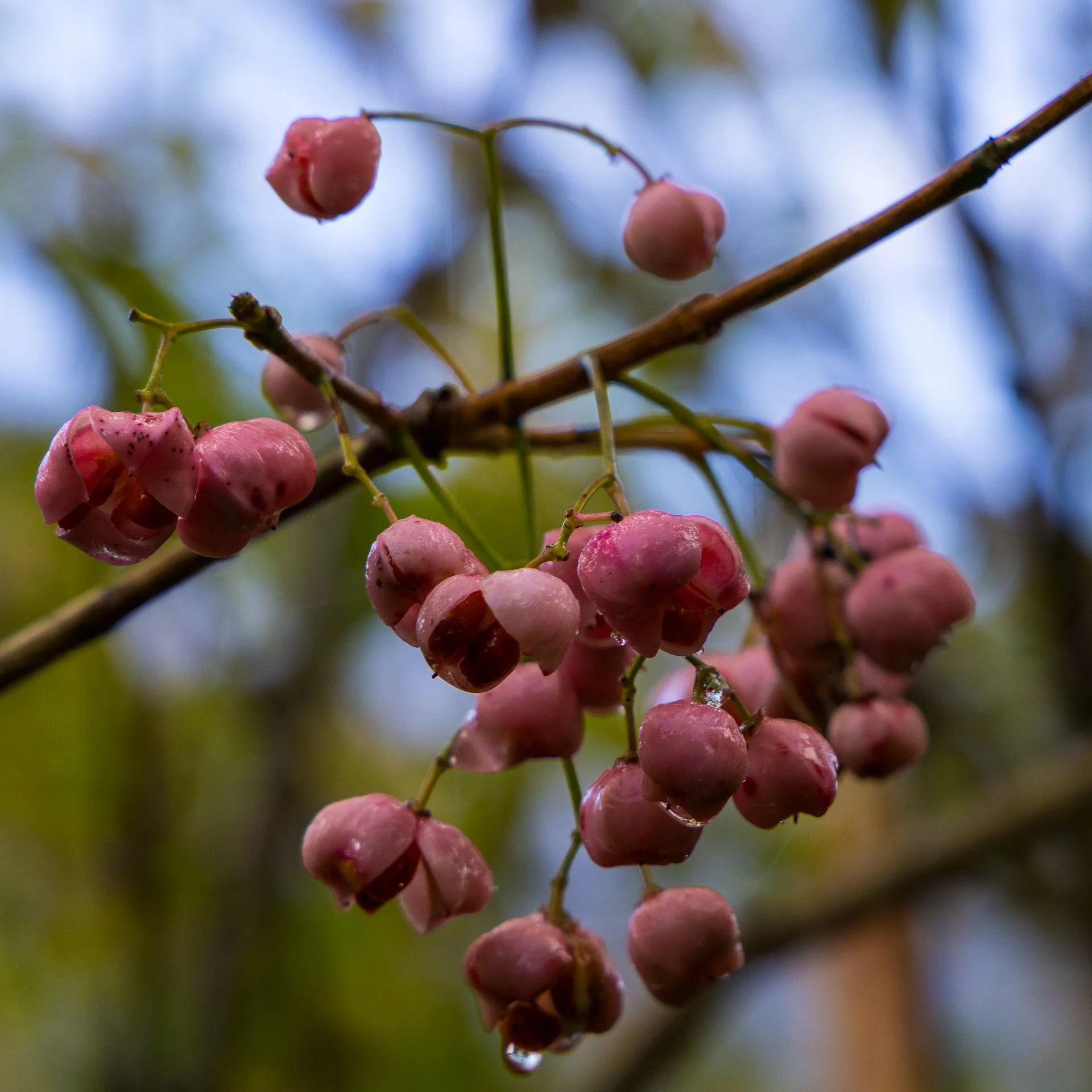  These berries were on a lot of the trees, and as we discovered later, the moneys eat them. 