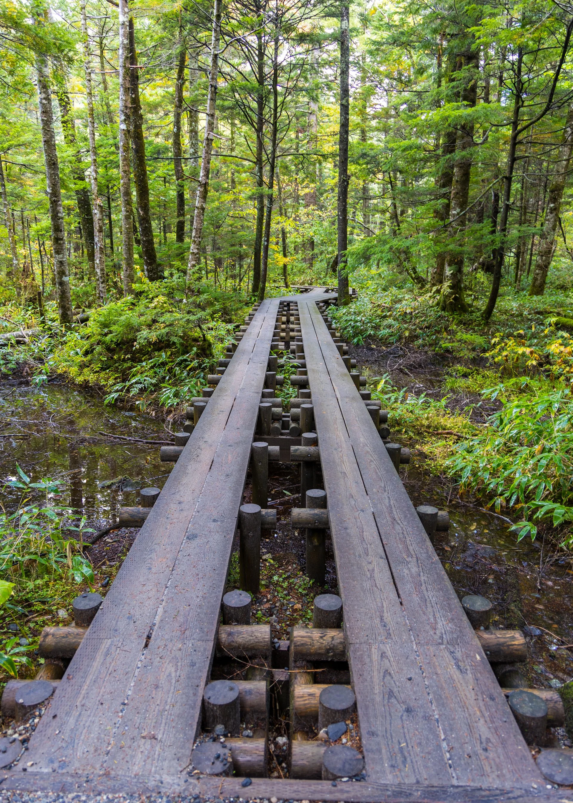  This was typical of many parts of the trail. There was really good infrastructure, with many of these bridges through the low lying, boggy areas. 