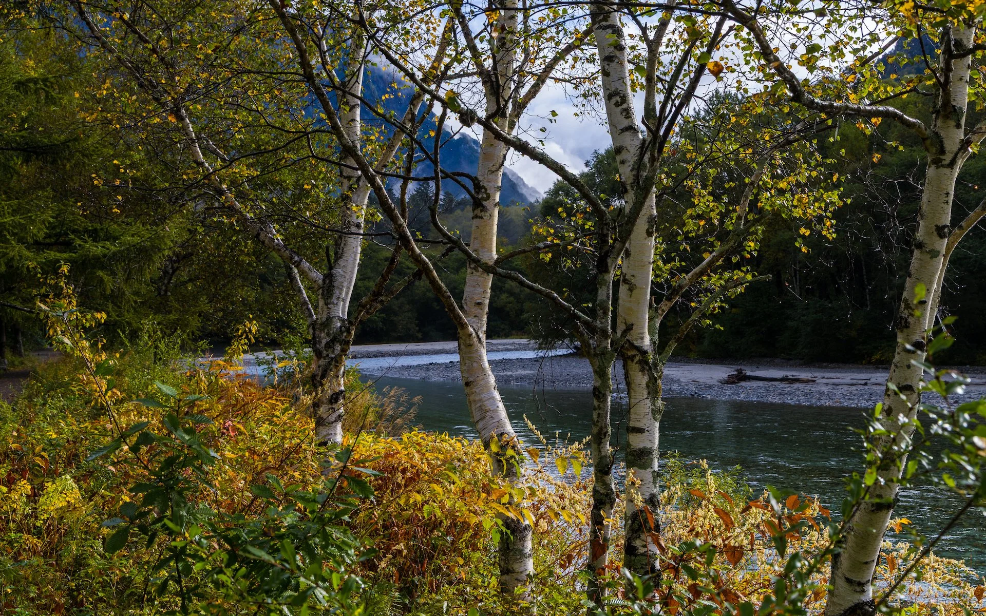  Birch trees along the river. 