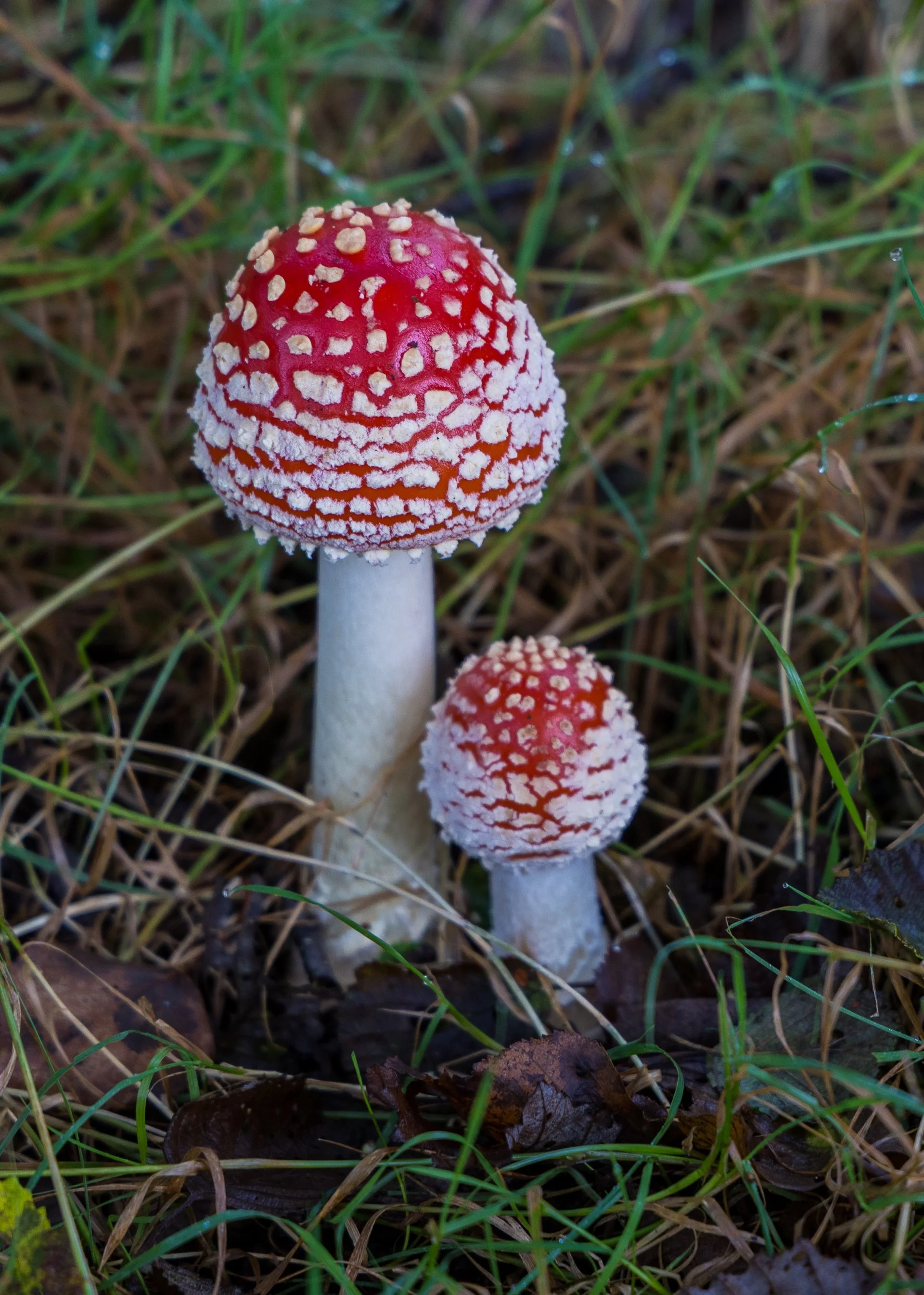  There were signs advising people not to eat the mushrooms… 