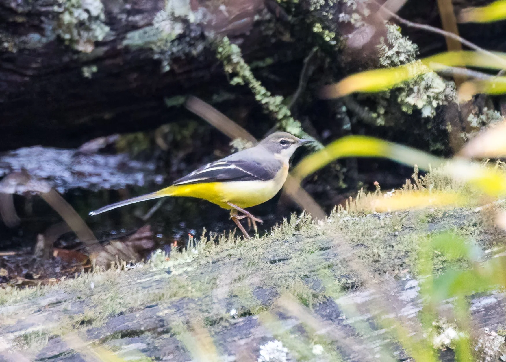  Gray Wagtails. They certainly live up to their namesake - as they sit, they wag their tails up and down.  