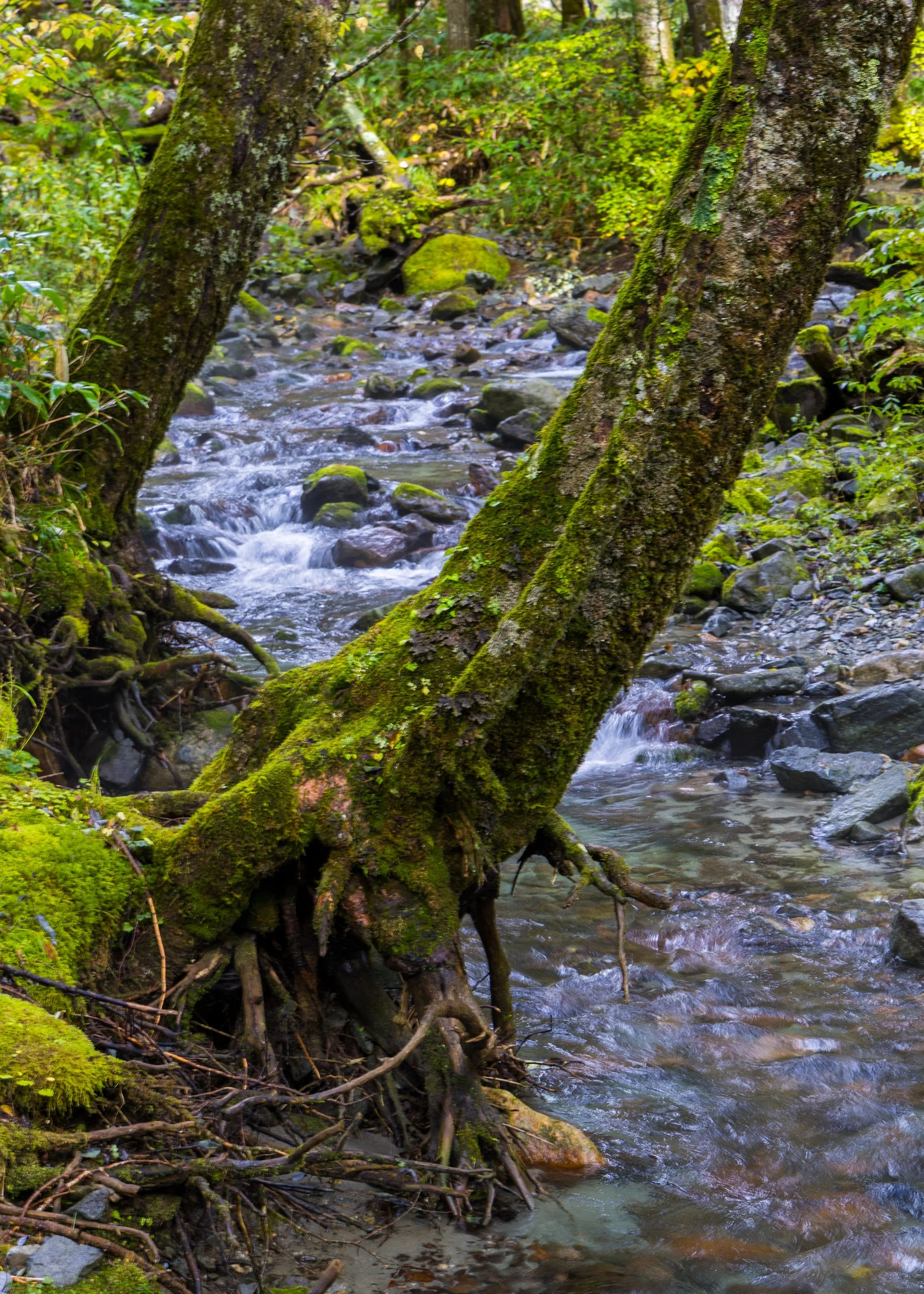 2025 10 Kamikochi - 57.jpeg