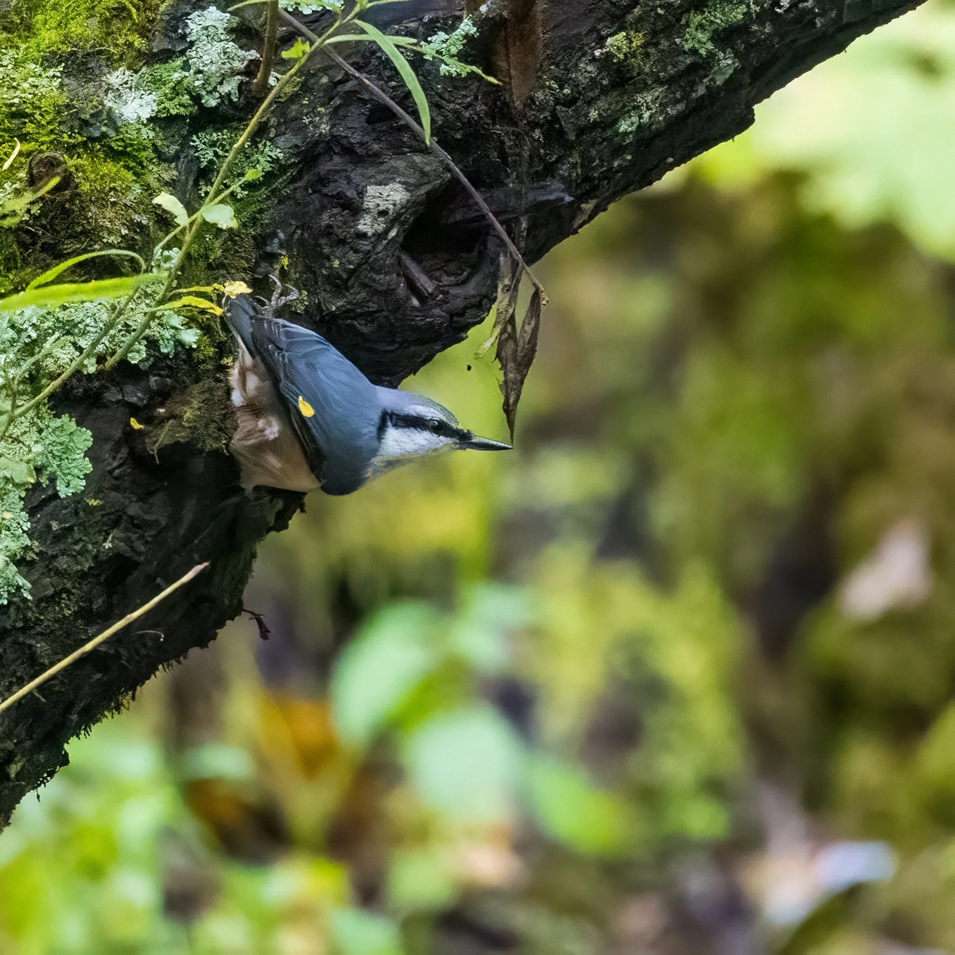  Eurasian Nuthatch 