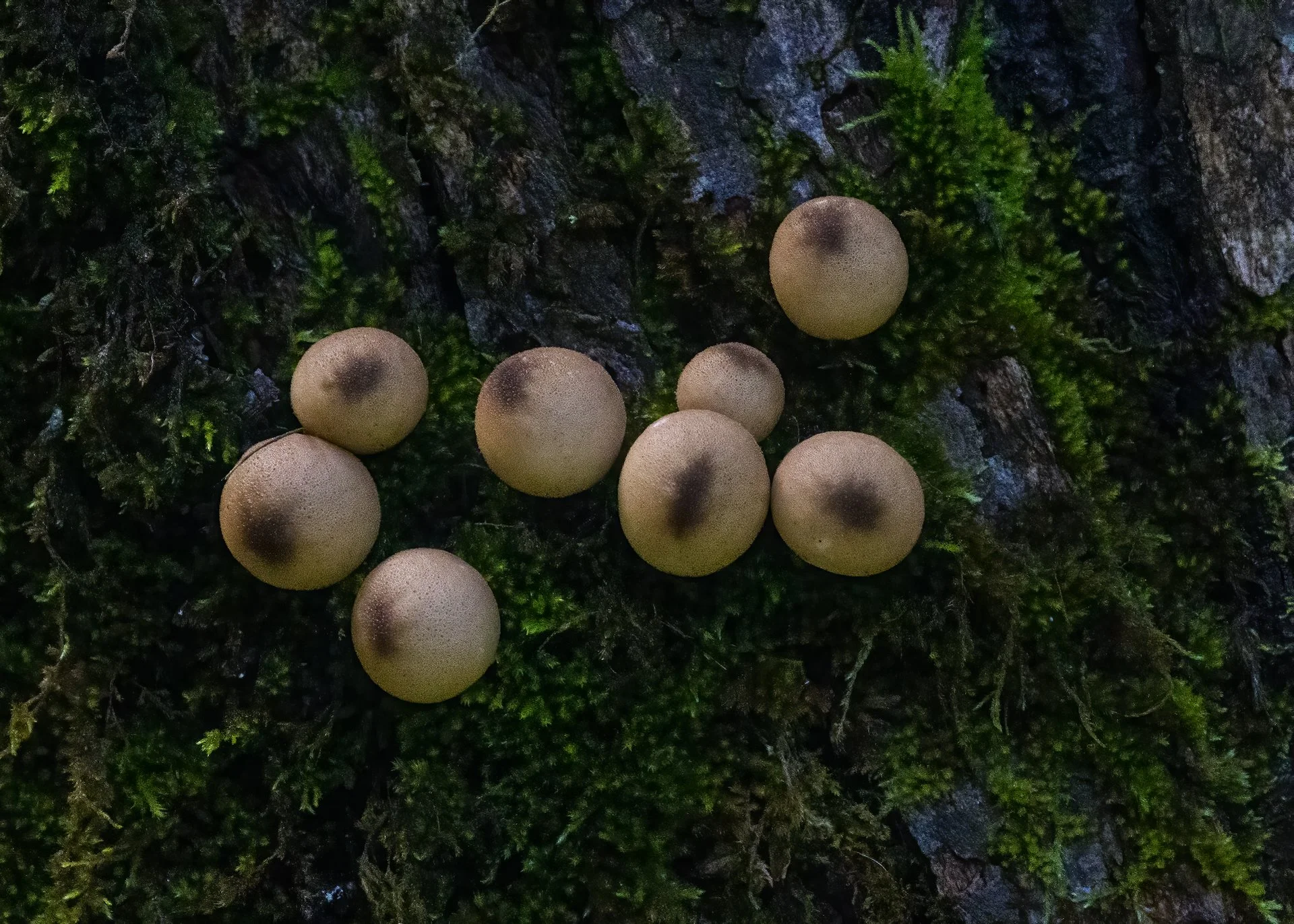  Some interesting mushrooms 