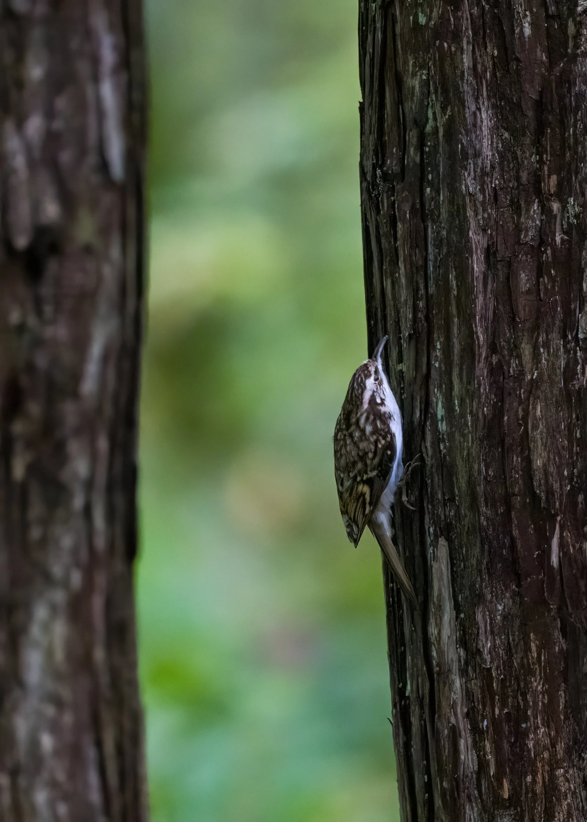  Eurasian Treecreeper 