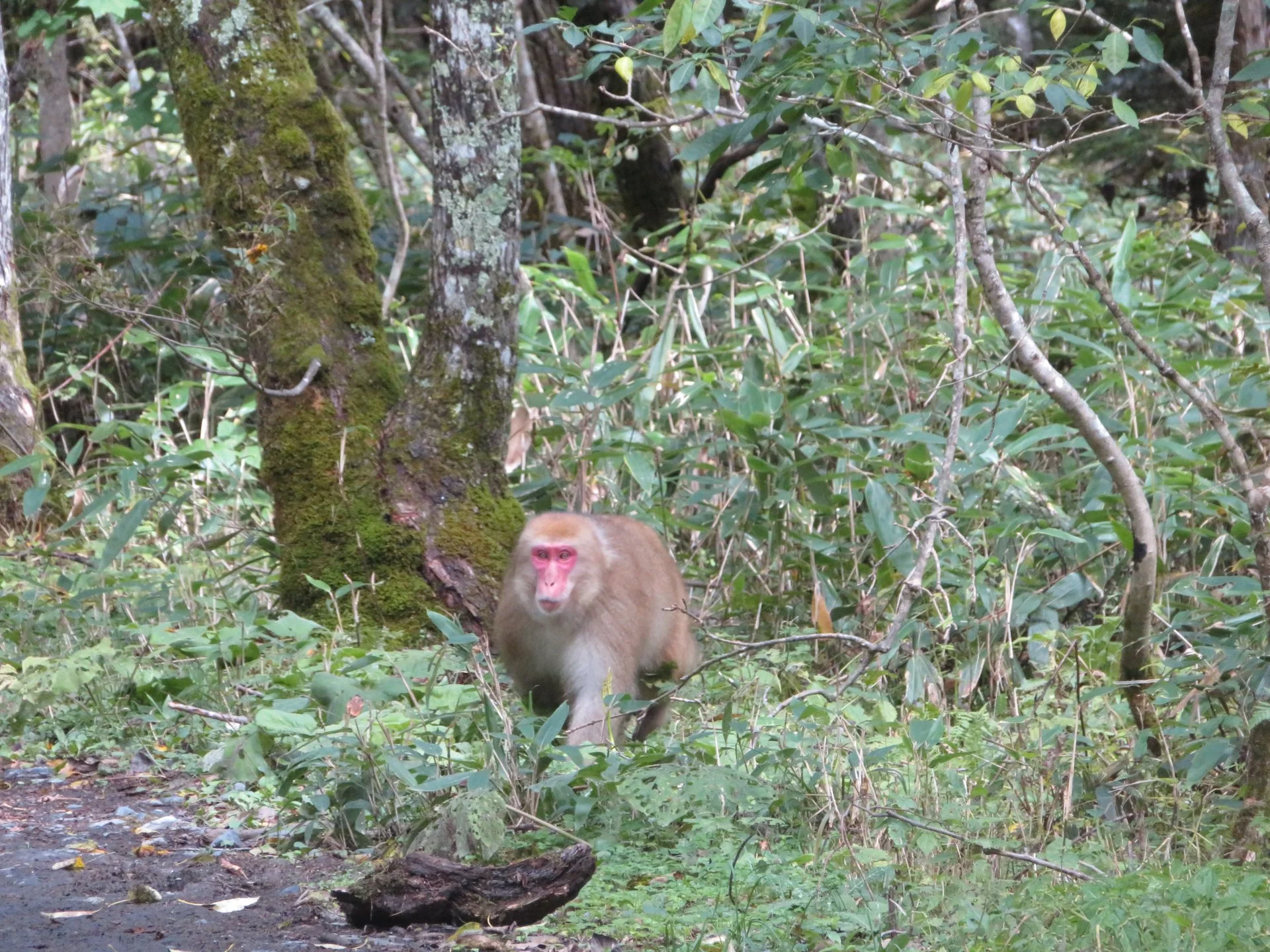 2025 10 Kamikochi - 75.jpeg