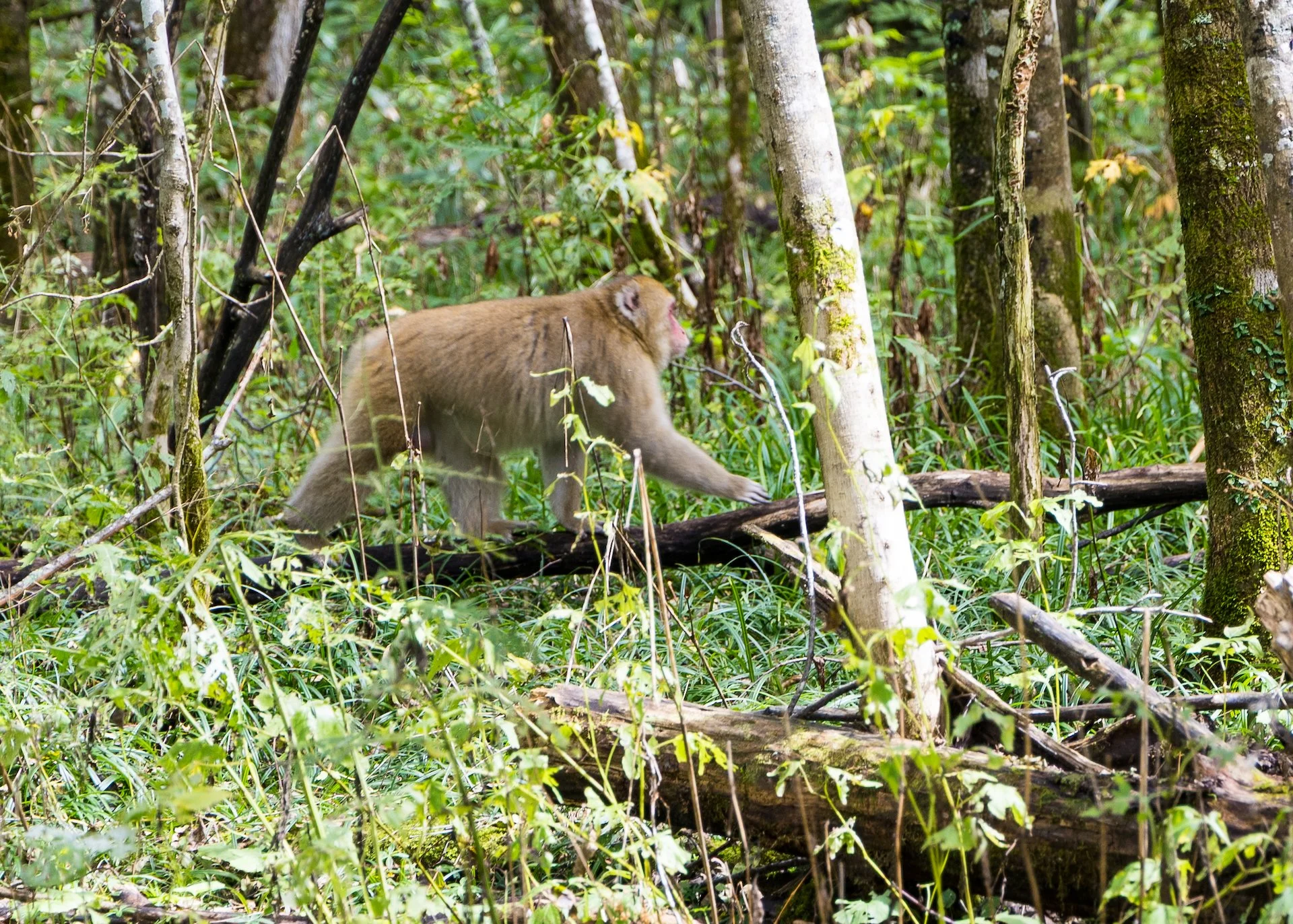 2025 10 Kamikochi - 82.jpeg