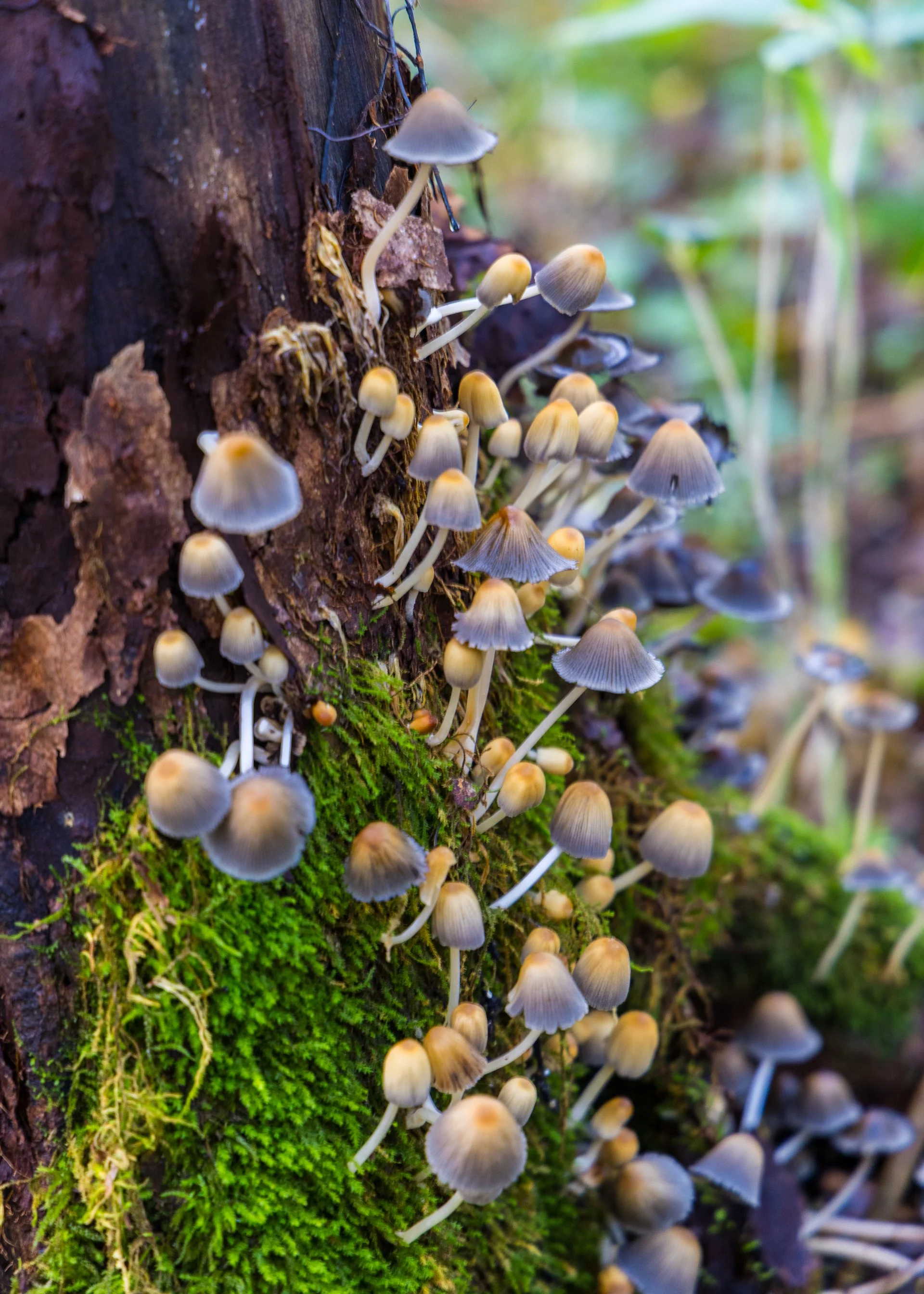  More crazy mushrooms. 