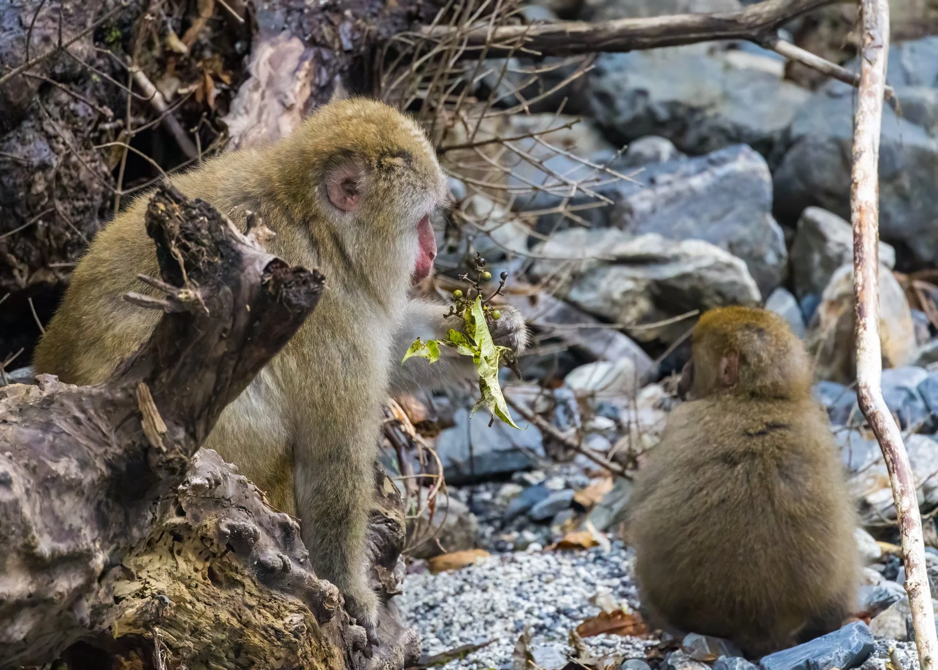 2025 10 Kamikochi - 97.jpeg