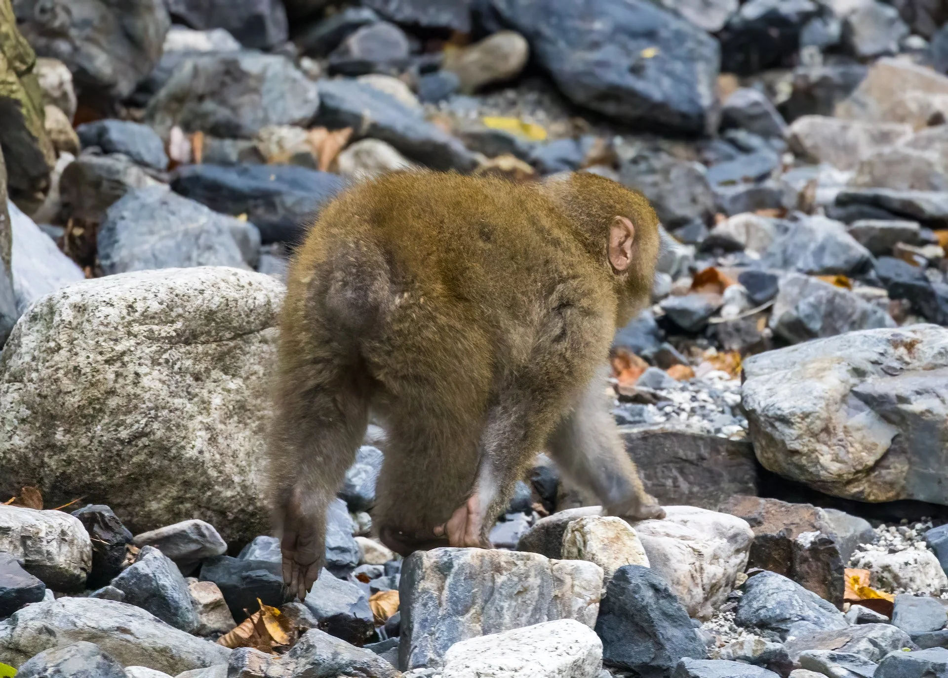 2025 10 Kamikochi - 98.jpeg