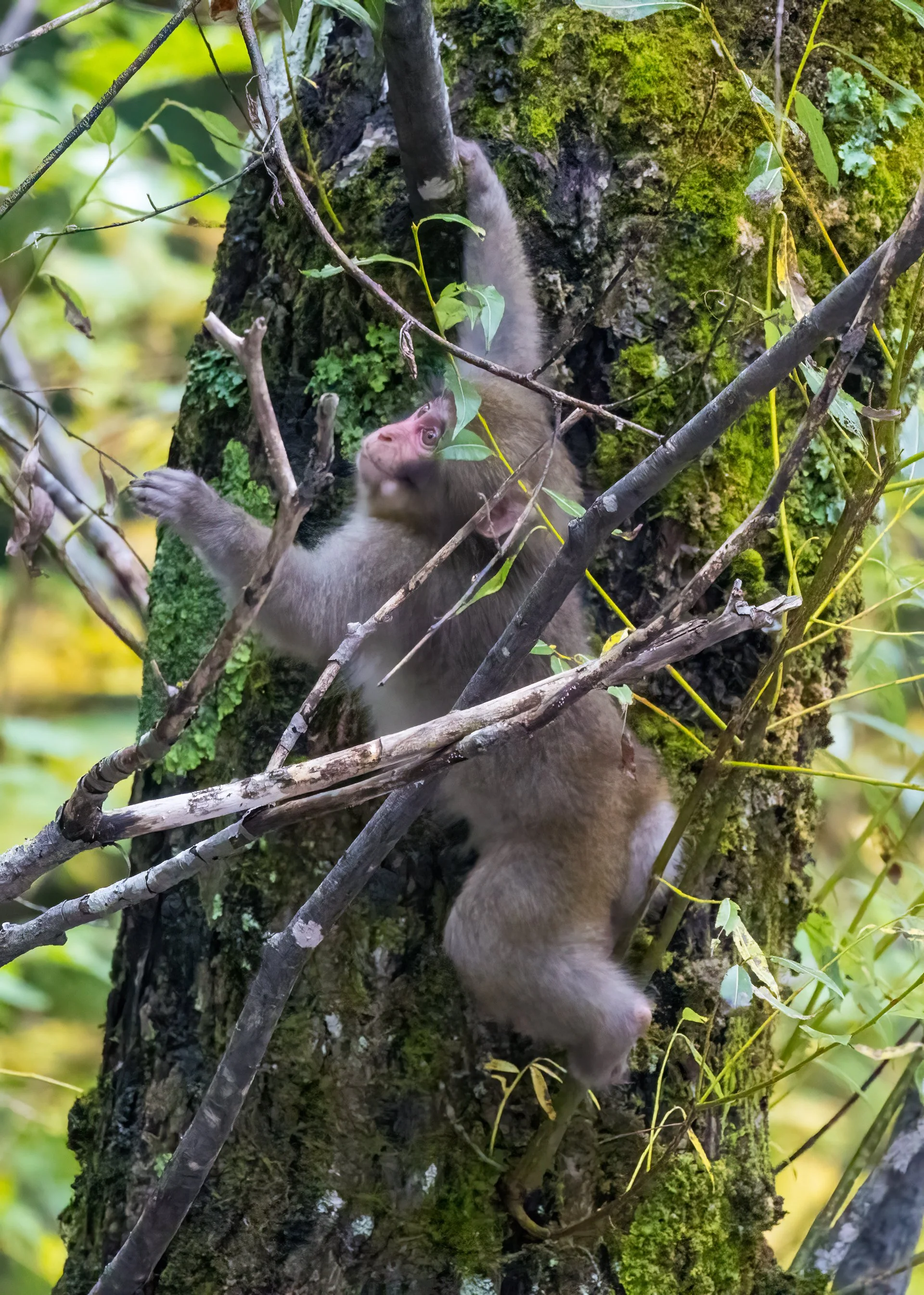 2025 10 Kamikochi - 100.jpeg
