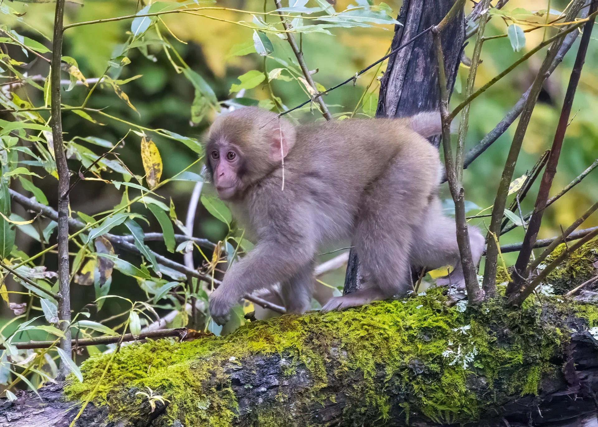 2025 10 Kamikochi - 99.jpeg