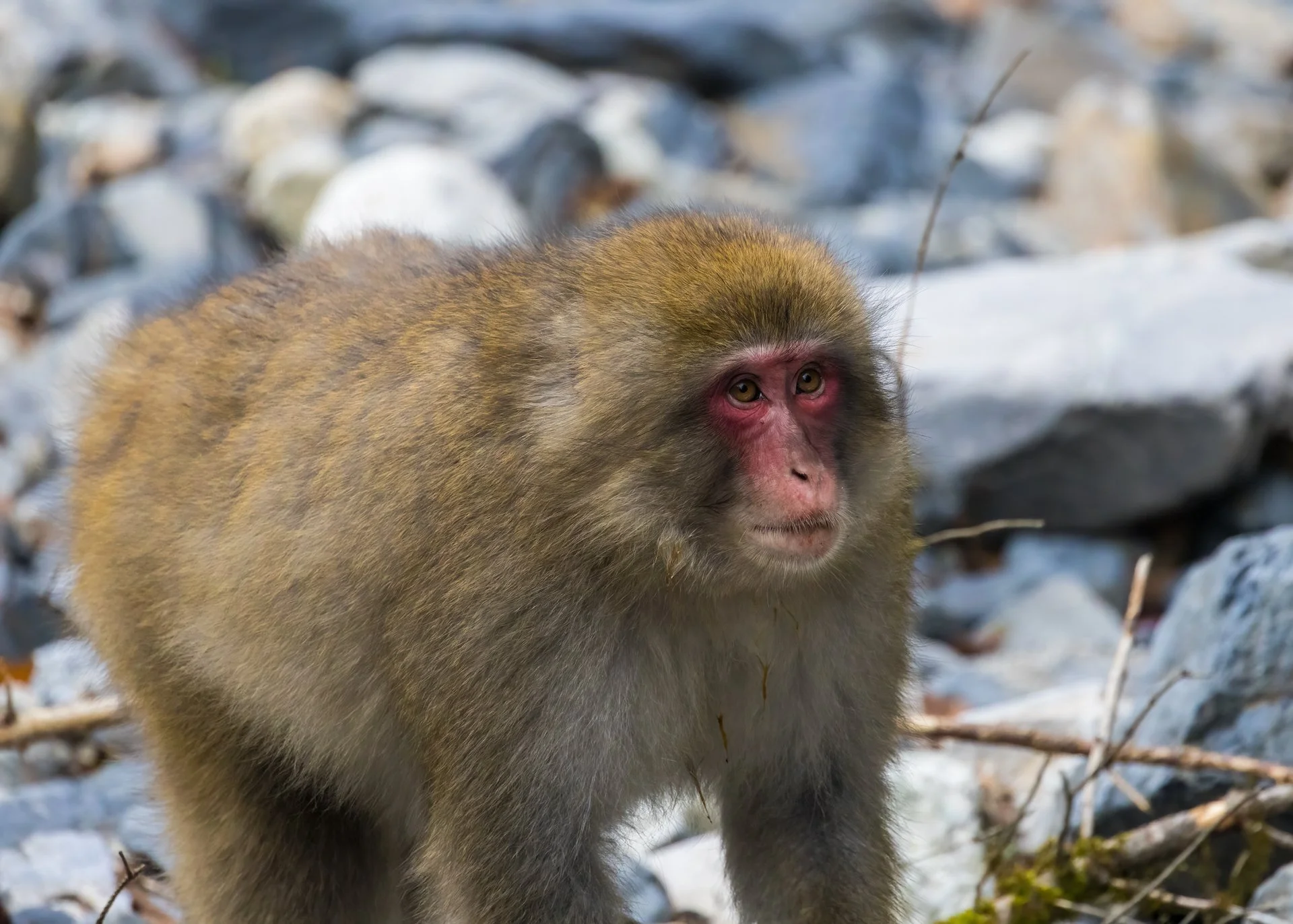 2025 10 Kamikochi - 102.jpeg
