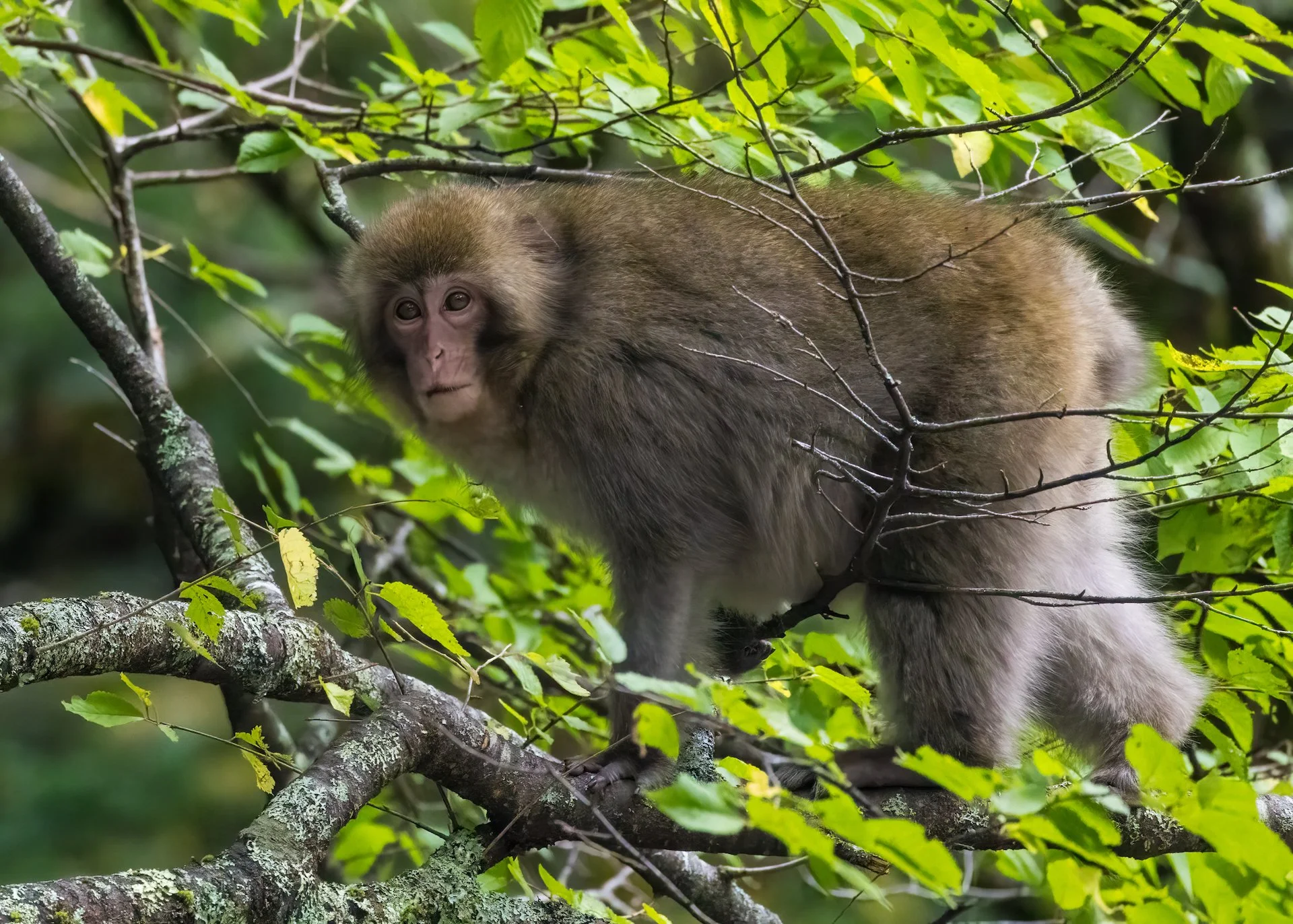 2025 10 Kamikochi - 104.jpeg