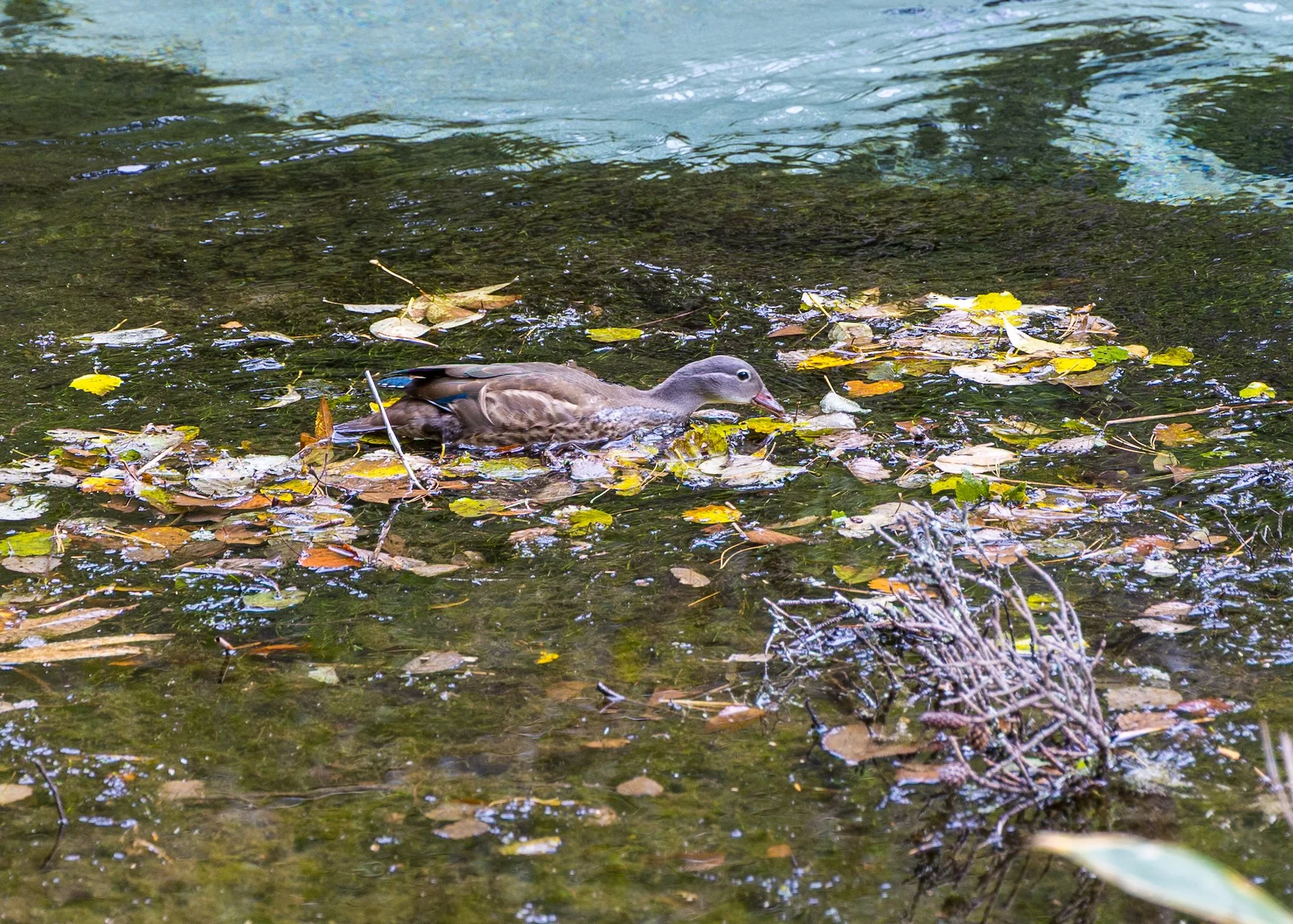  A female Mandarin Duck 