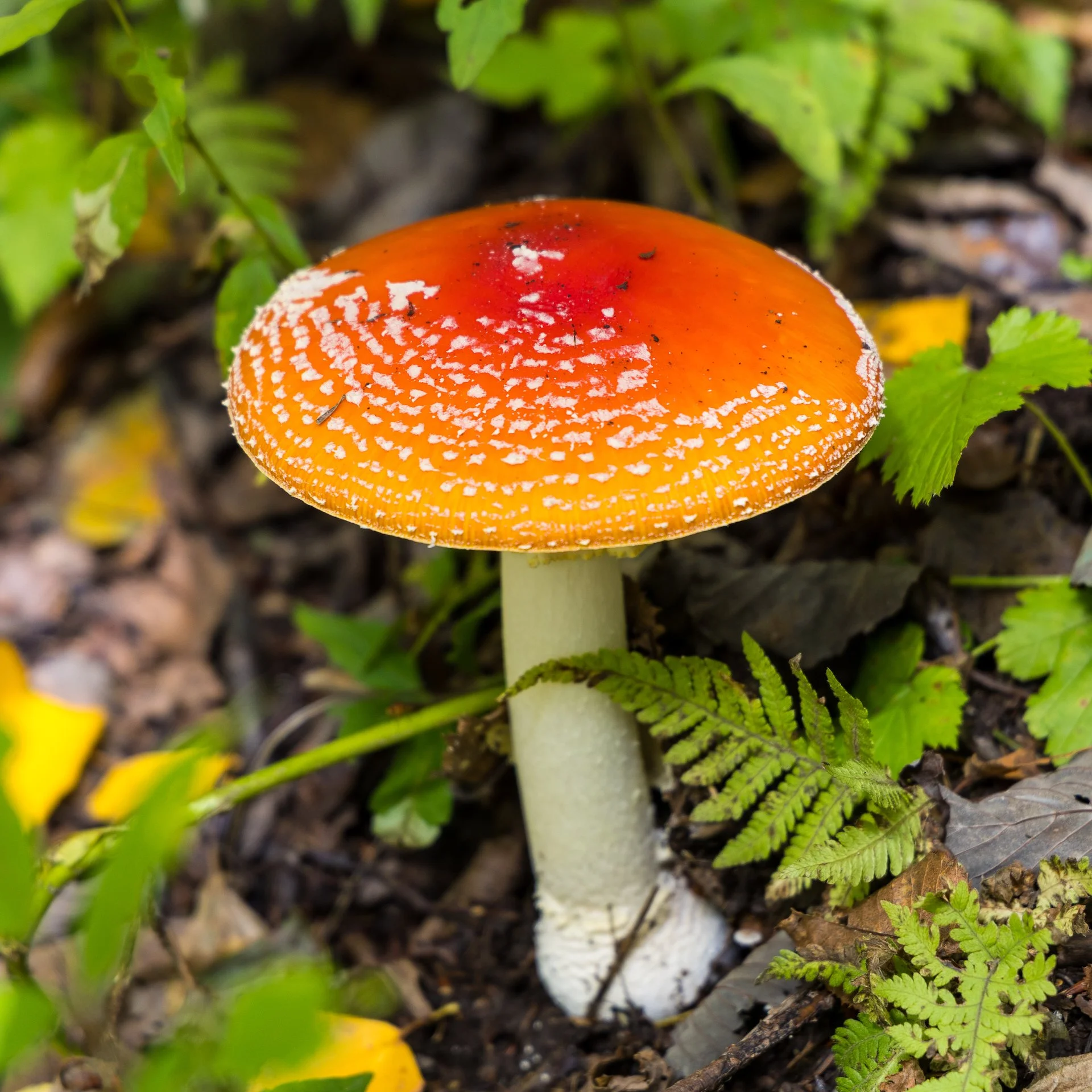 2025 10 Kamikochi - 138.jpeg