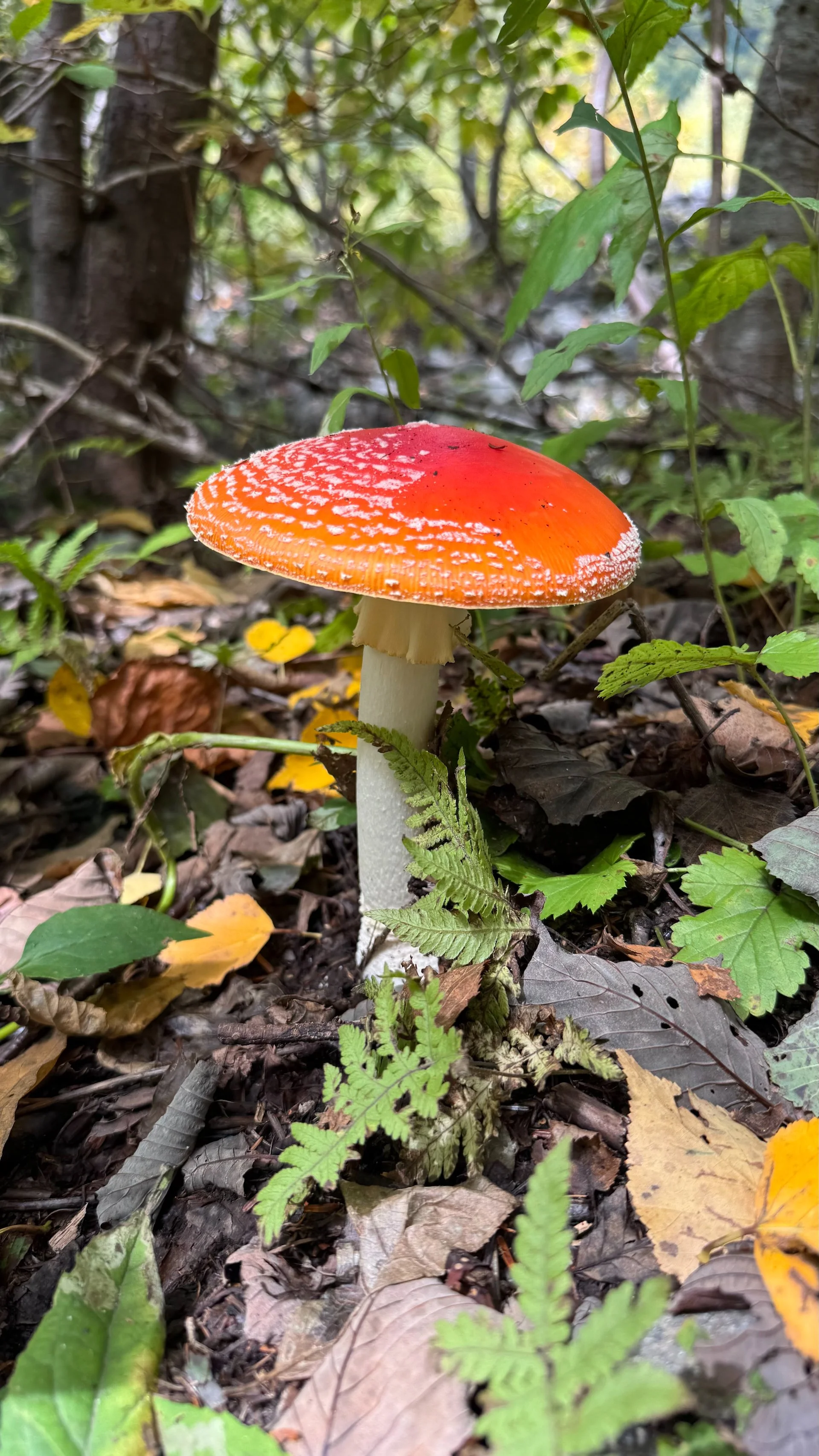 2025 10 Kamikochi - 137.jpeg