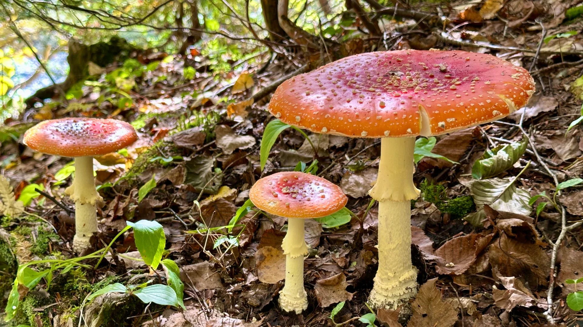 2025 10 Kamikochi - 165.jpeg