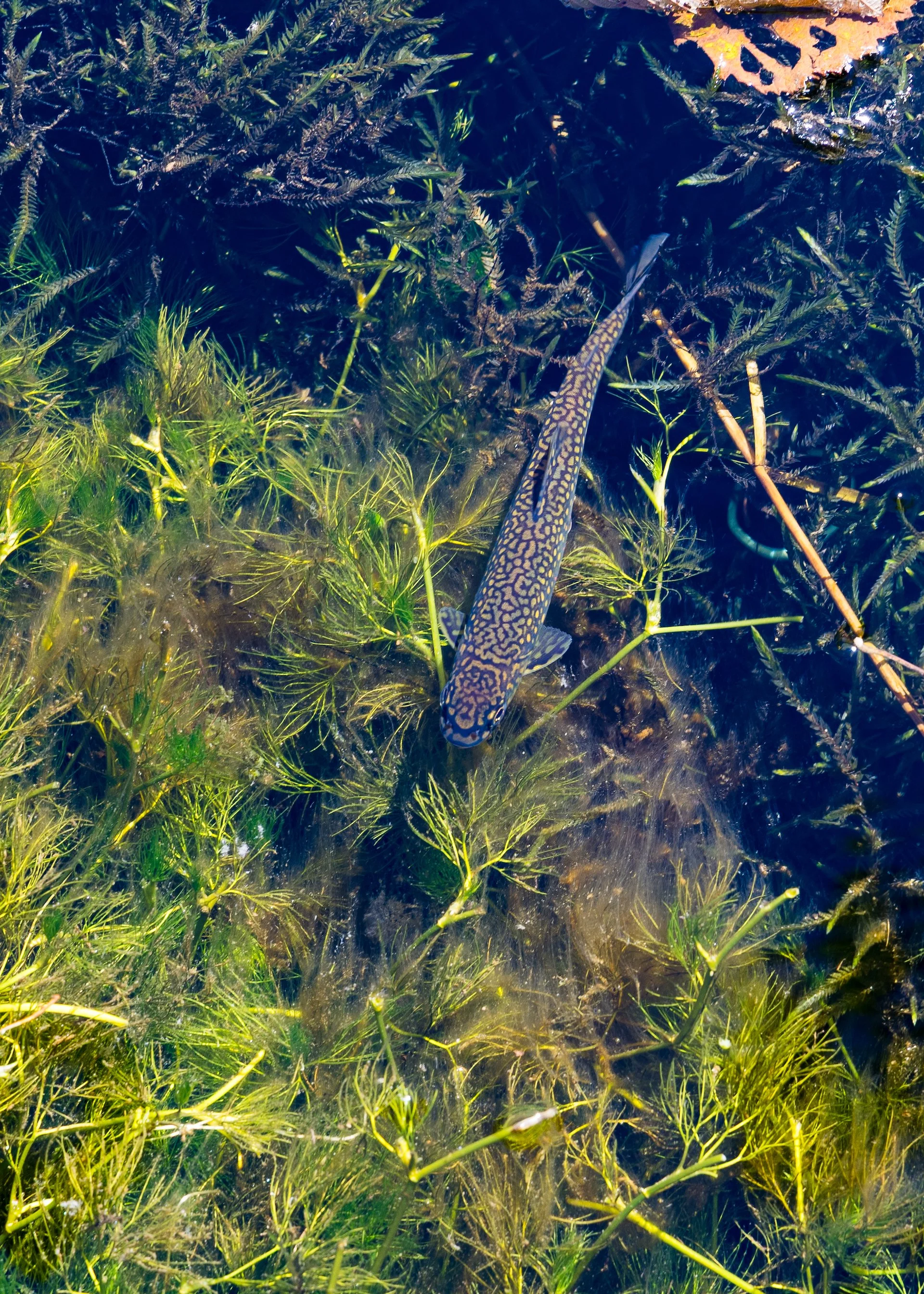  There were lots of what looked like trout in the river. 