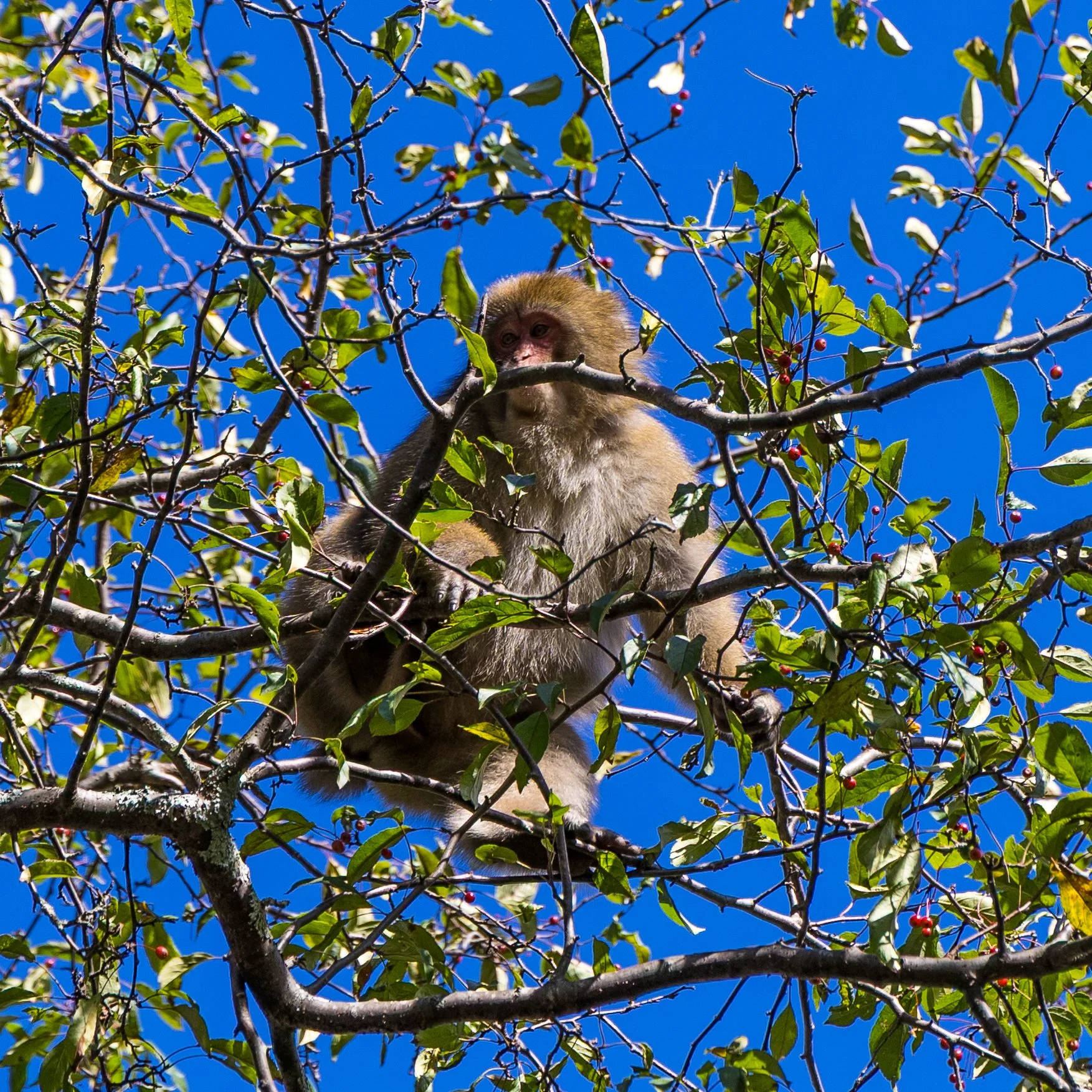 2025 10 Kamikochi - 195.jpeg