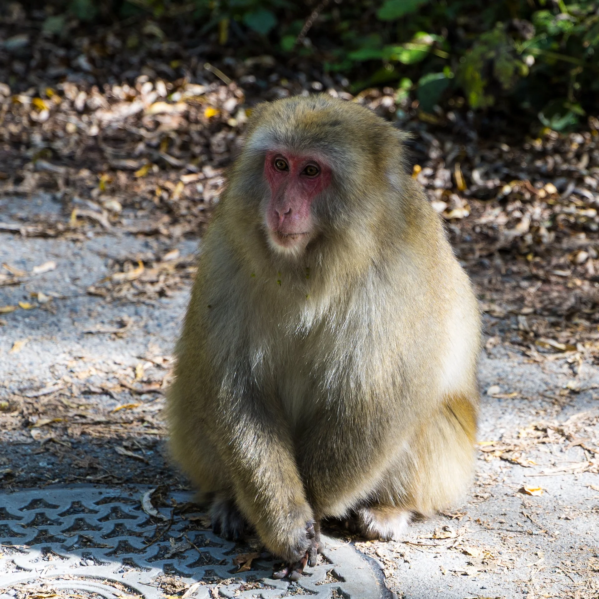 2025 10 Kamikochi - 202.jpeg