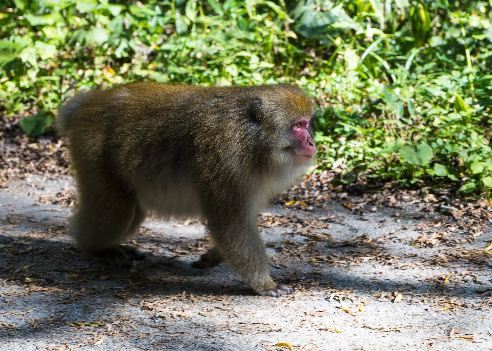 2025 10 Kamikochi - 198.jpeg