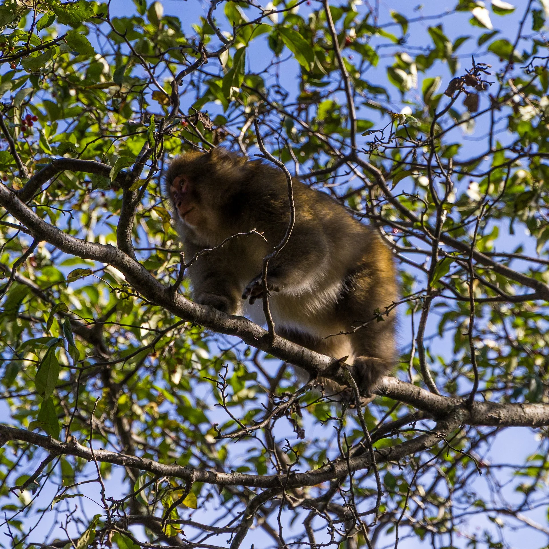 2025 10 Kamikochi - 196.jpeg