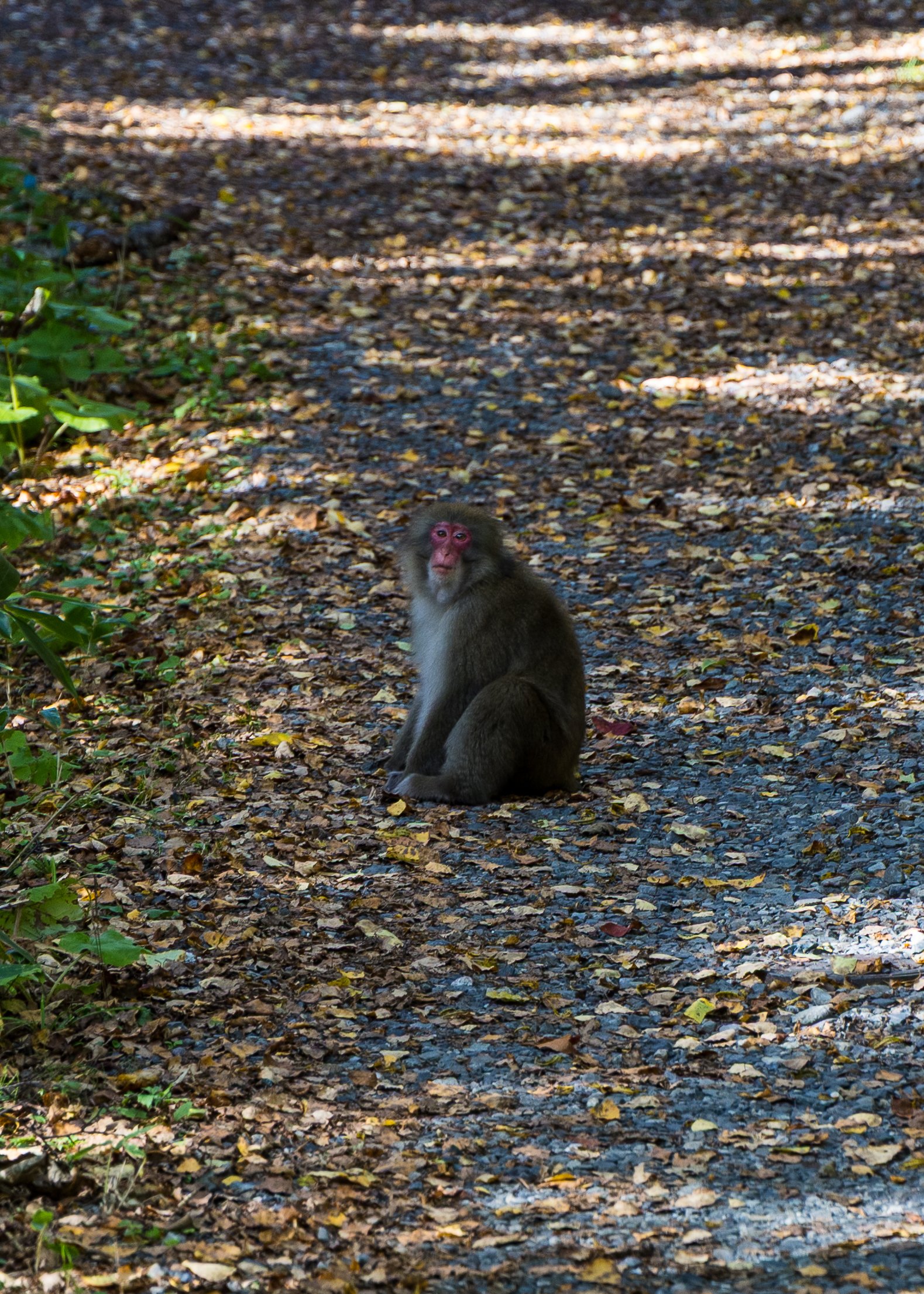 2025 10 Kamikochi - 197.jpeg