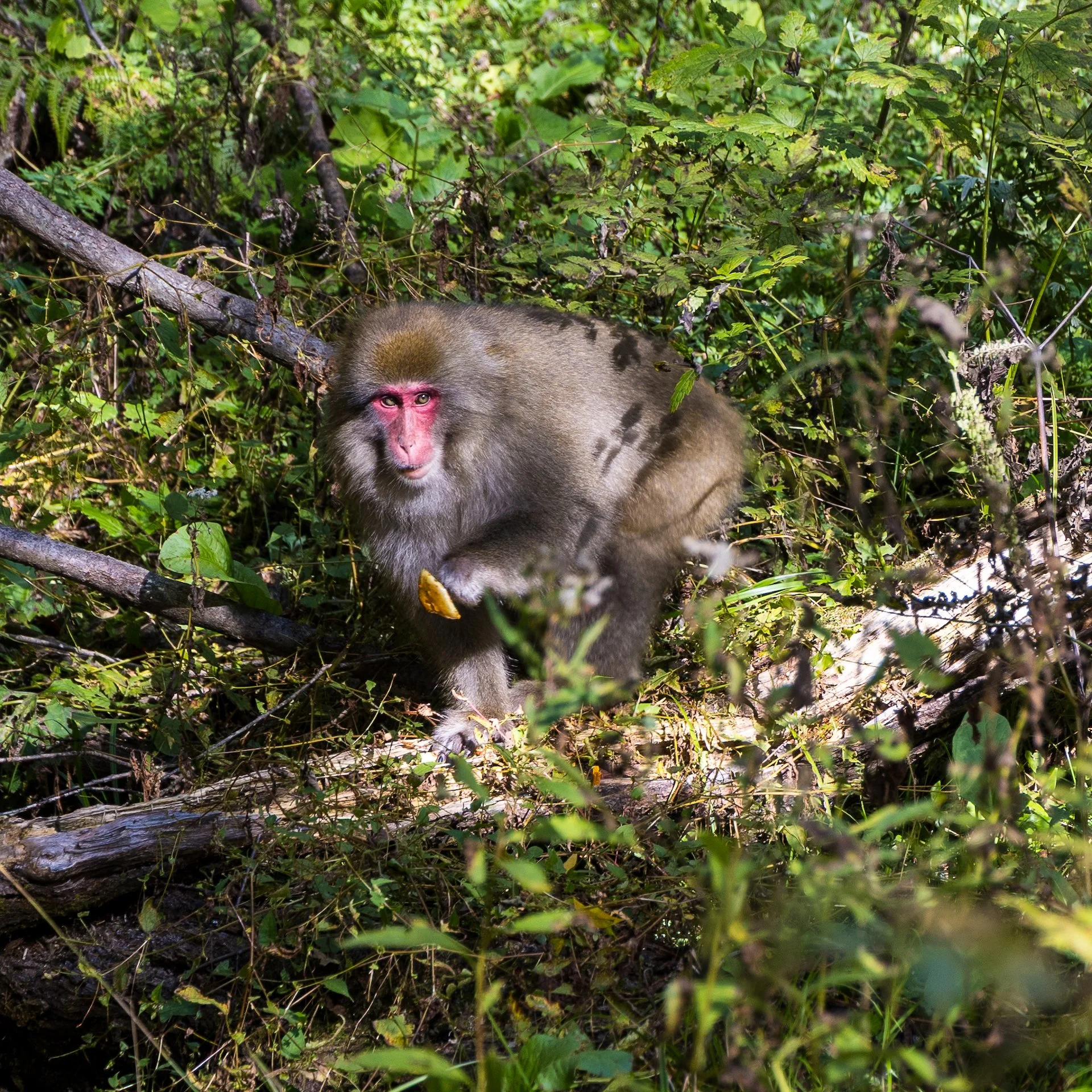 2025 10 Kamikochi - 199.jpeg