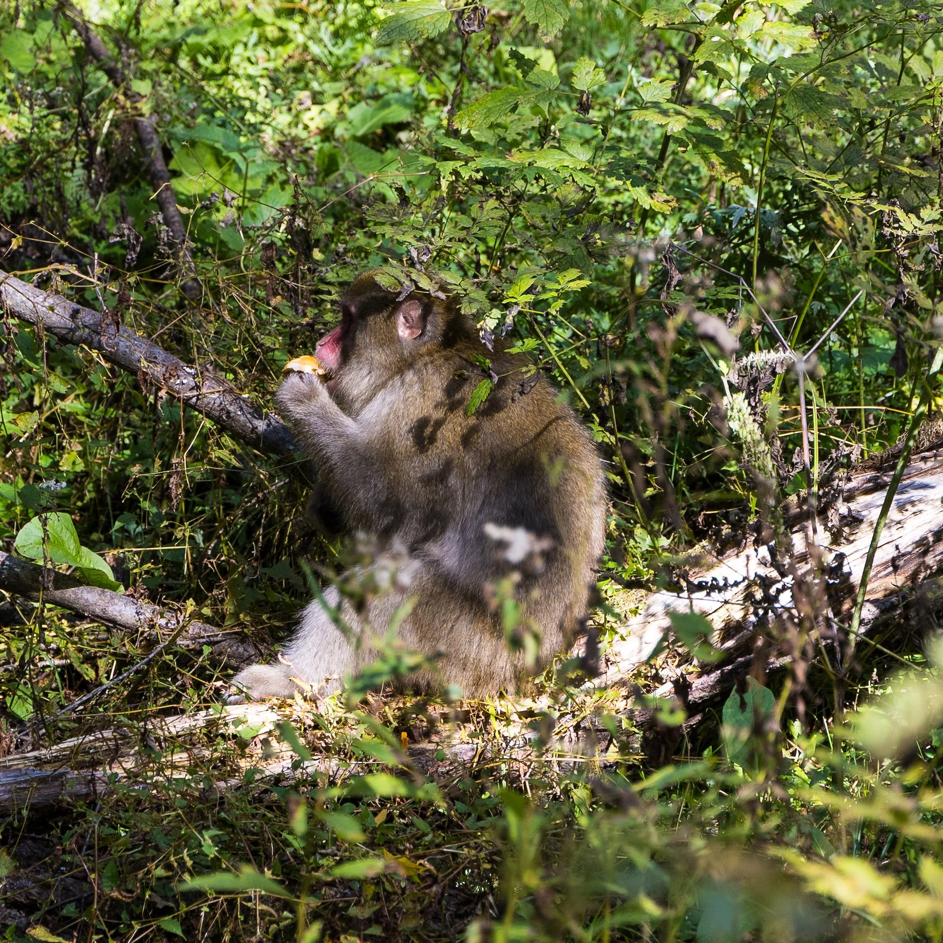 2025 10 Kamikochi - 200.jpeg