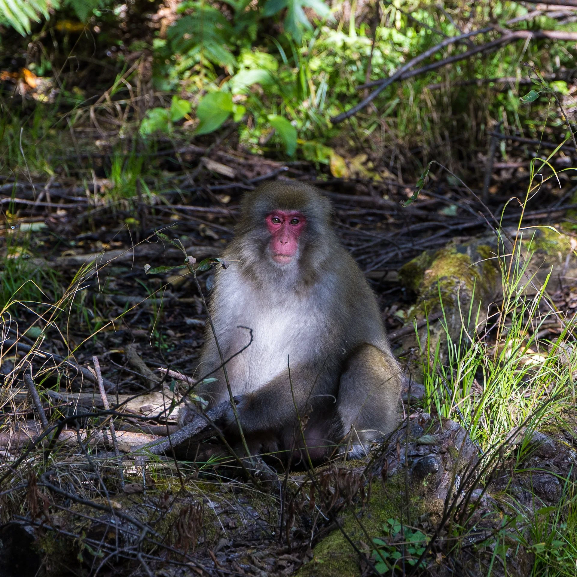 2025 10 Kamikochi - 201.jpeg