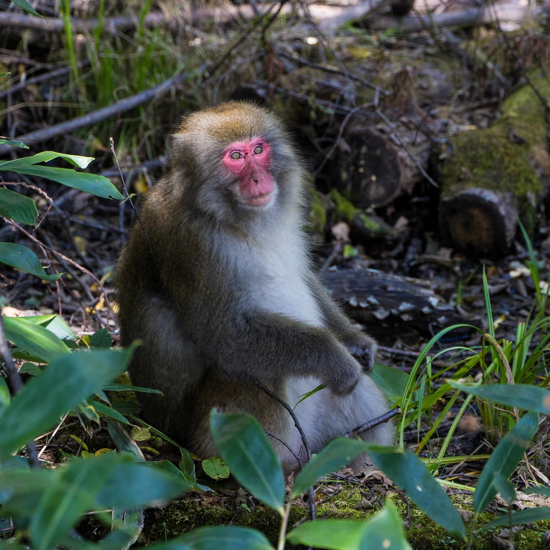 2025 10 Kamikochi - 203.jpeg