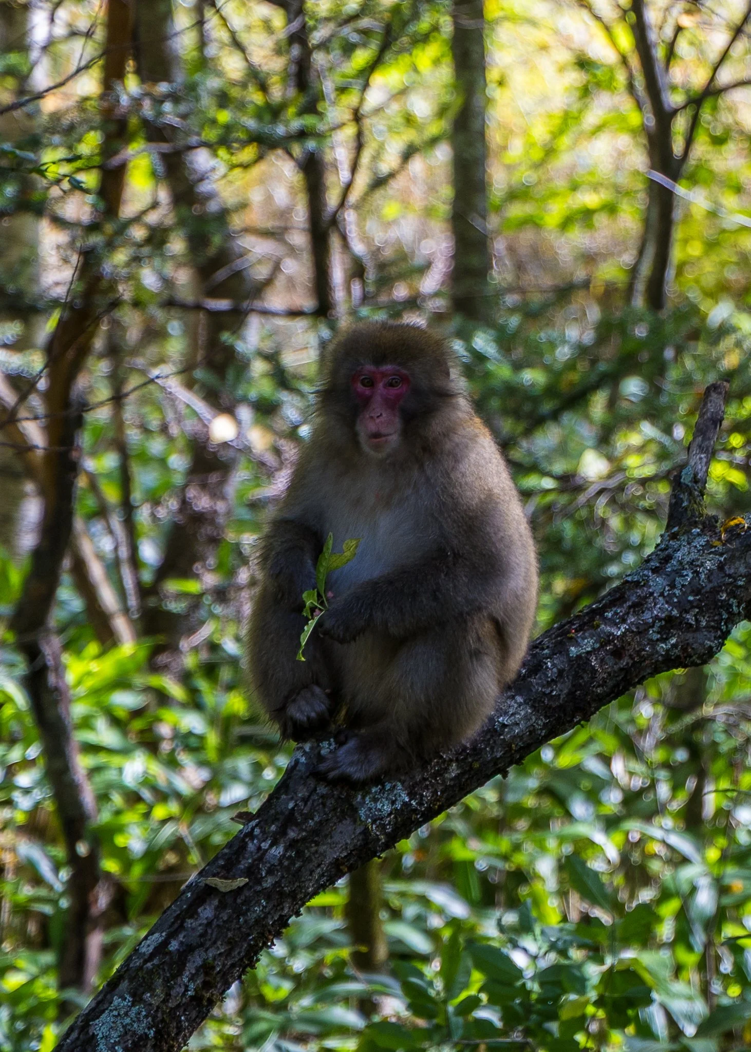 2025 10 Kamikochi - 204.jpeg