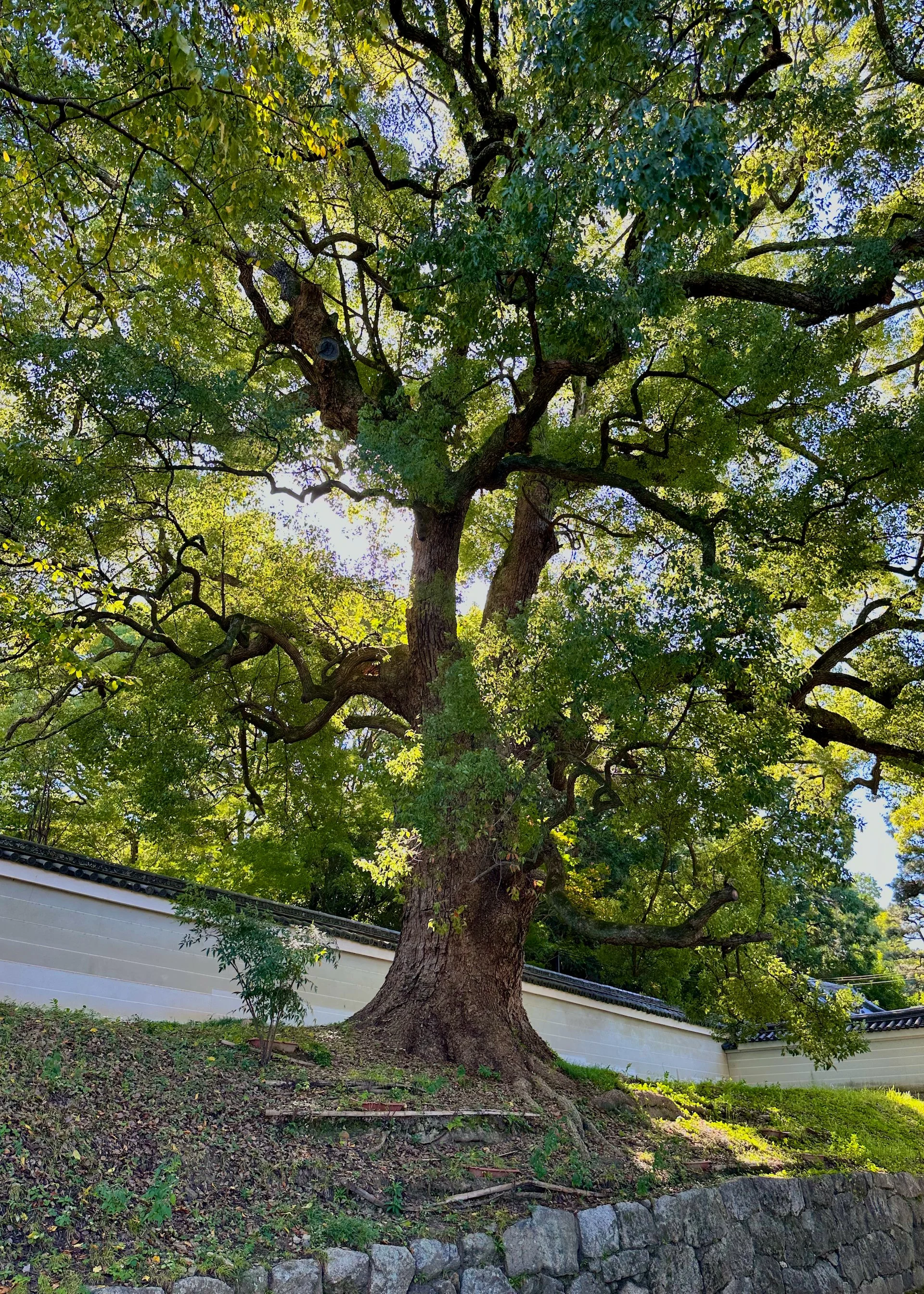 2025 10 Kyoto - 42.jpeg