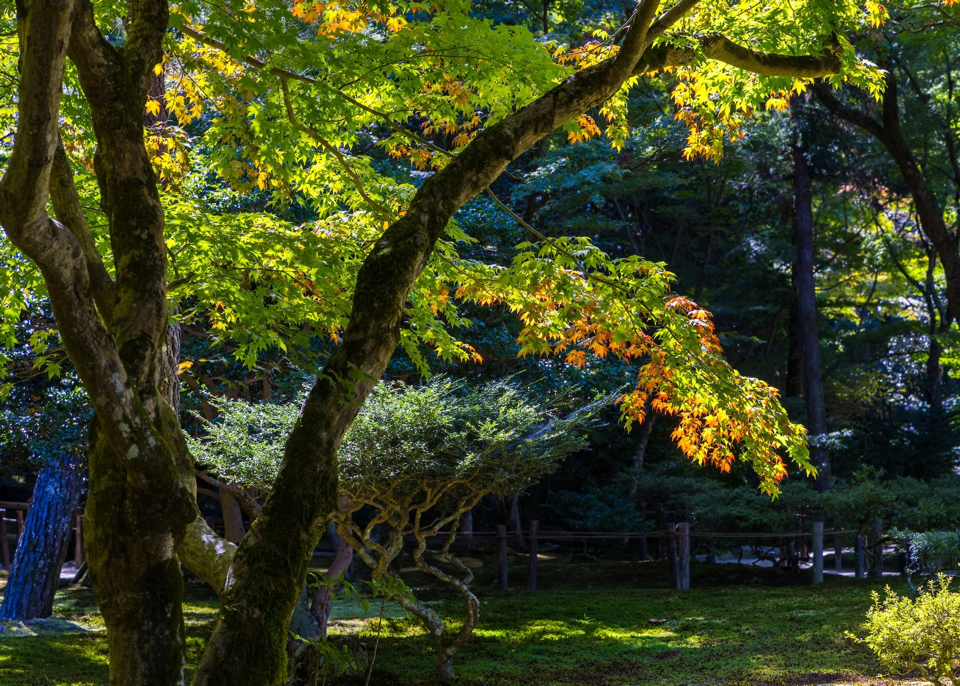  The first hint of fall colours. 
