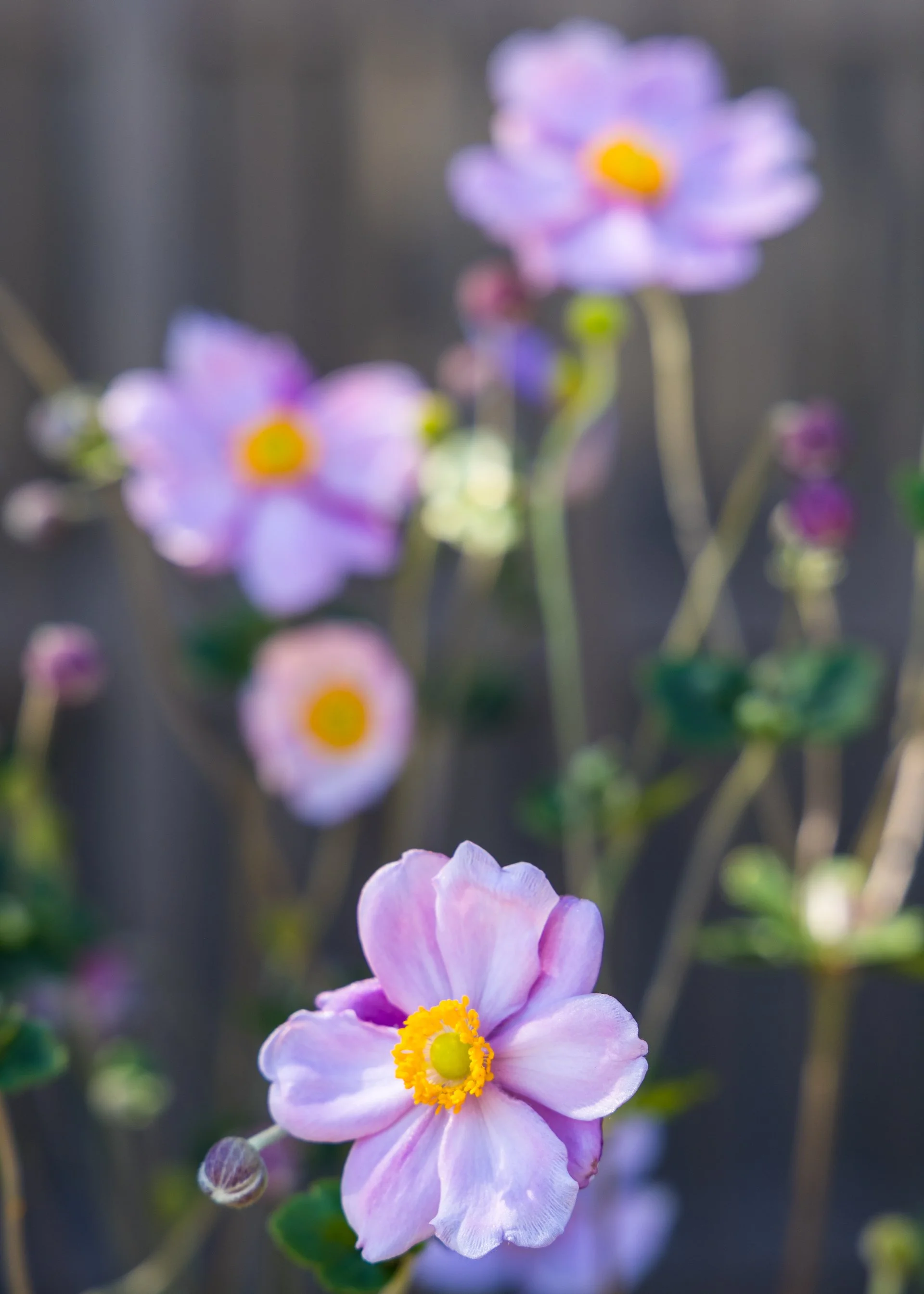 2025 10 Kyoto - 149.jpeg