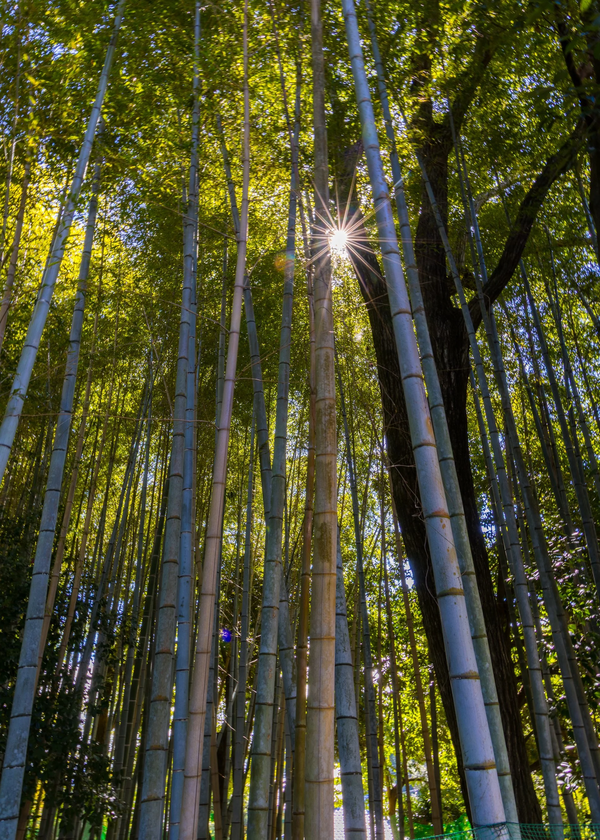 2025 10 Kyoto - 154.jpeg