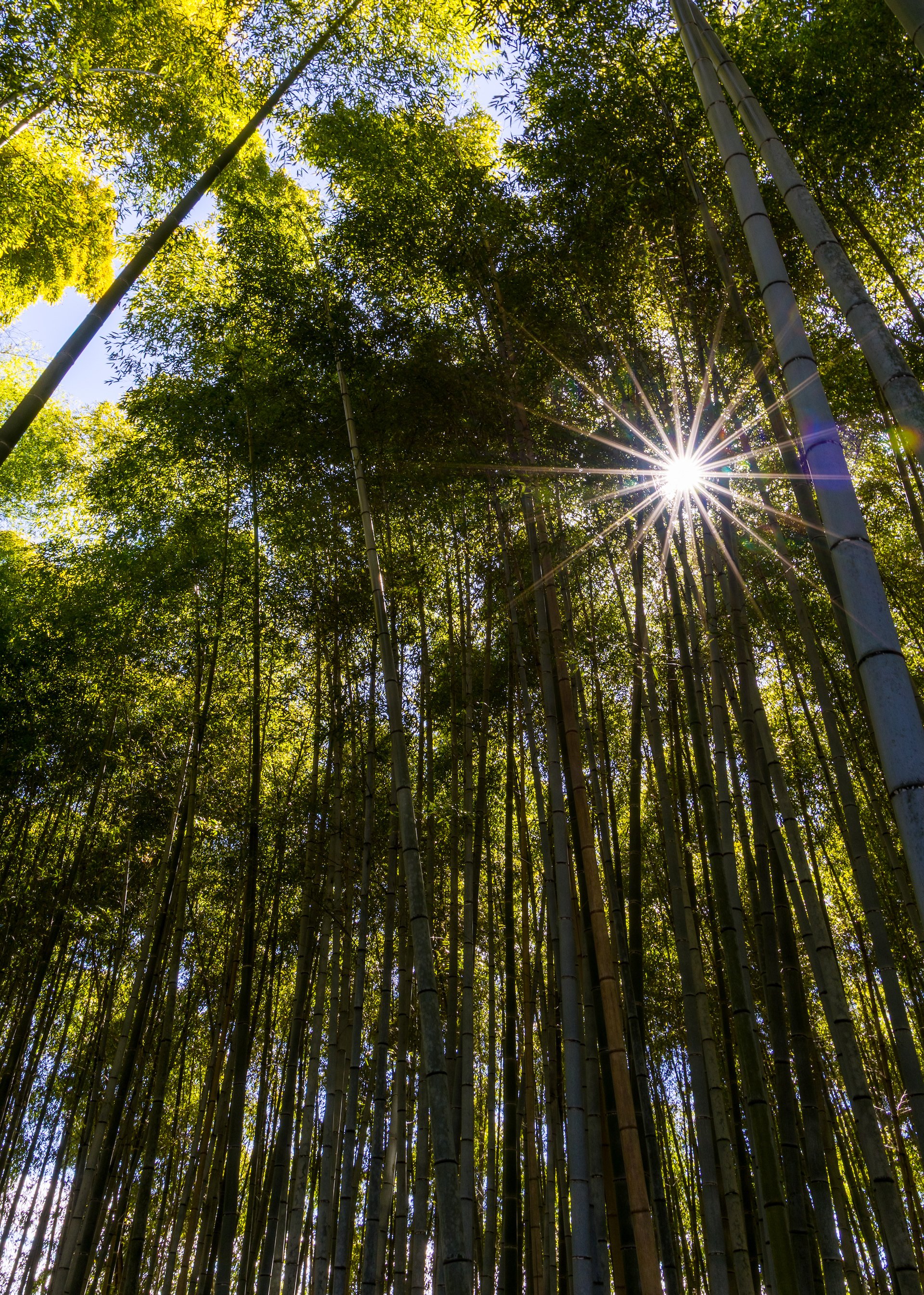 2025 10 Kyoto - 158.jpeg