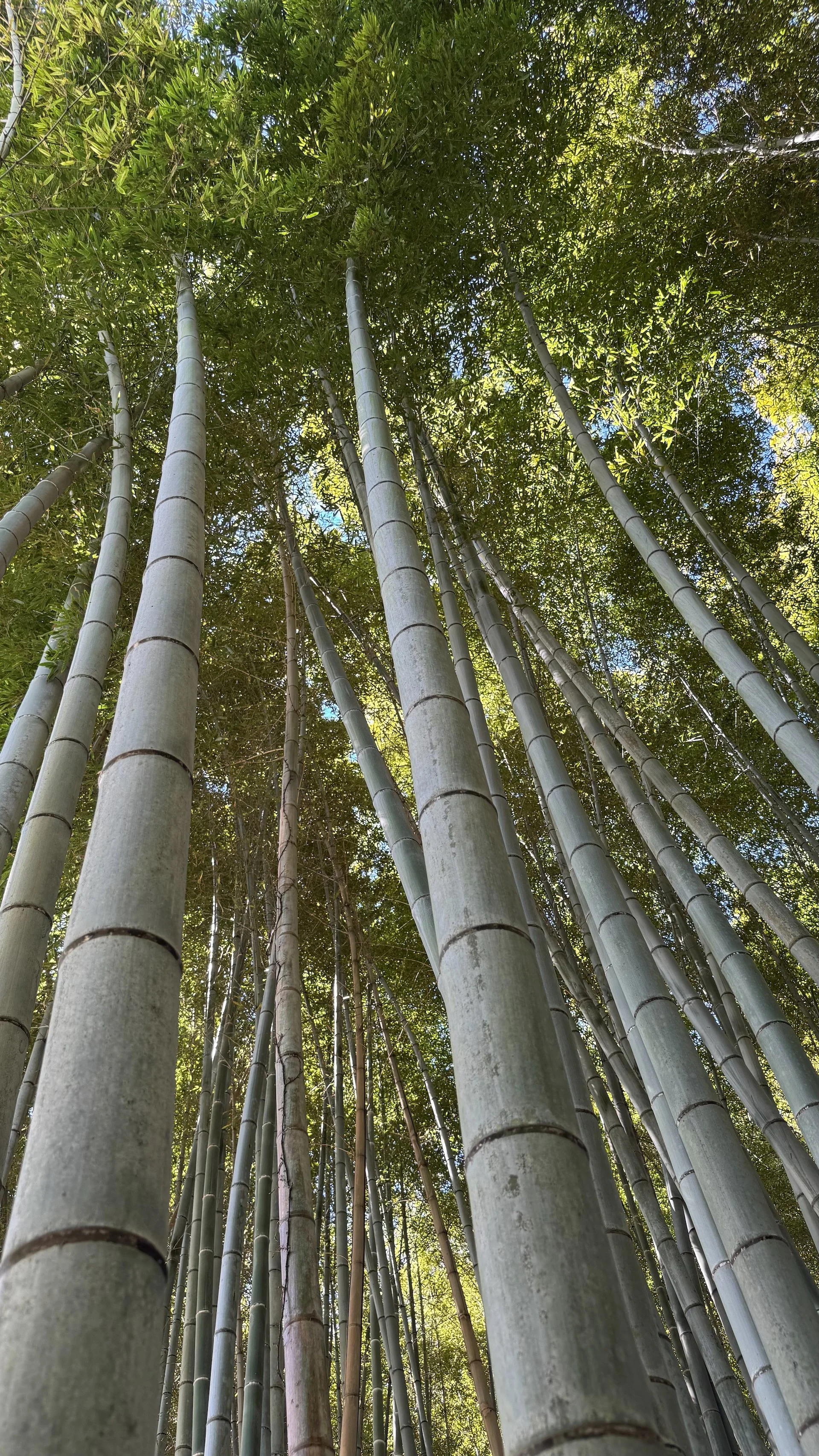 2025 10 Kyoto - 156.jpeg