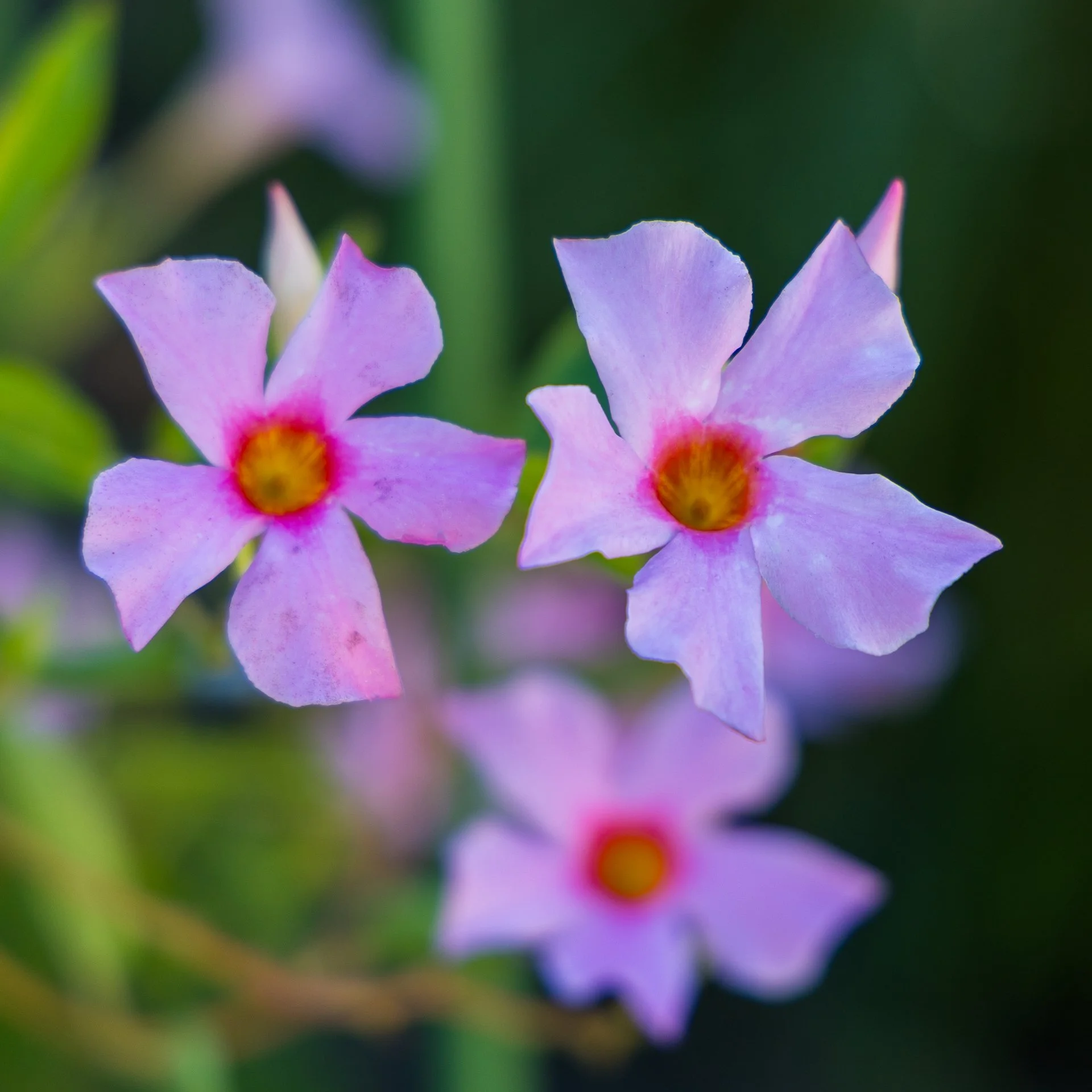 2025 10 Kyoto - 167.jpeg