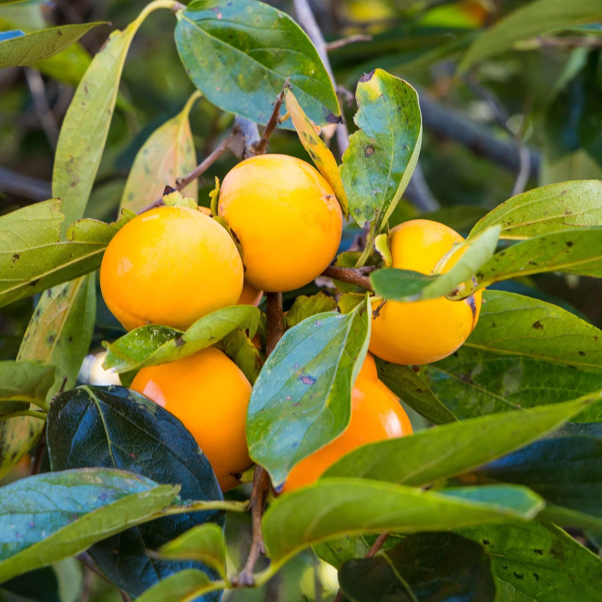 2025 10 Kyoto - 168.jpeg