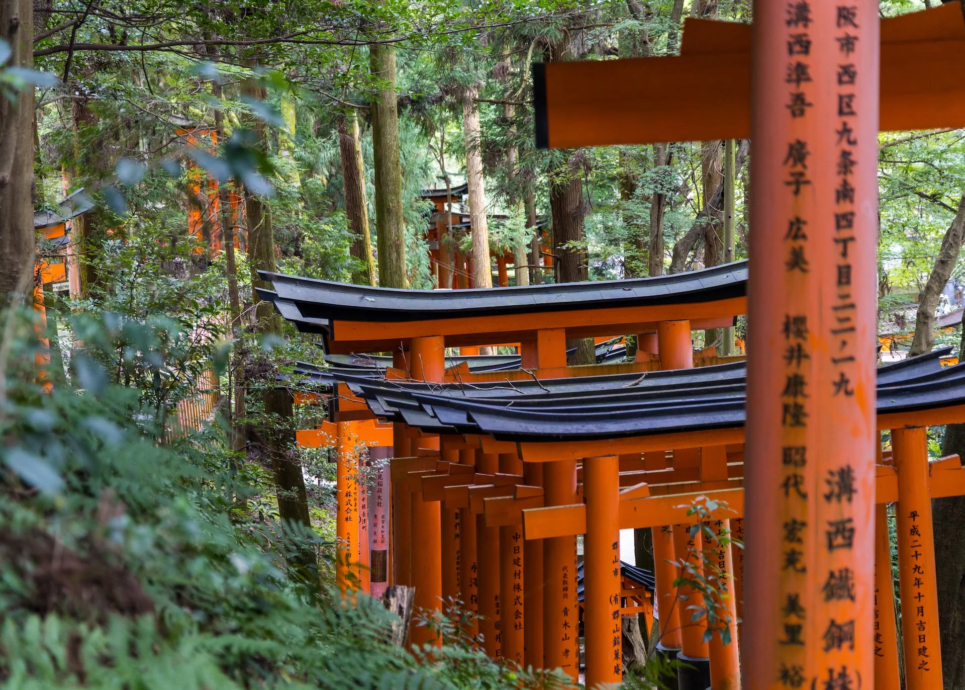  As we descended, the torii gates continued down through the forest. 