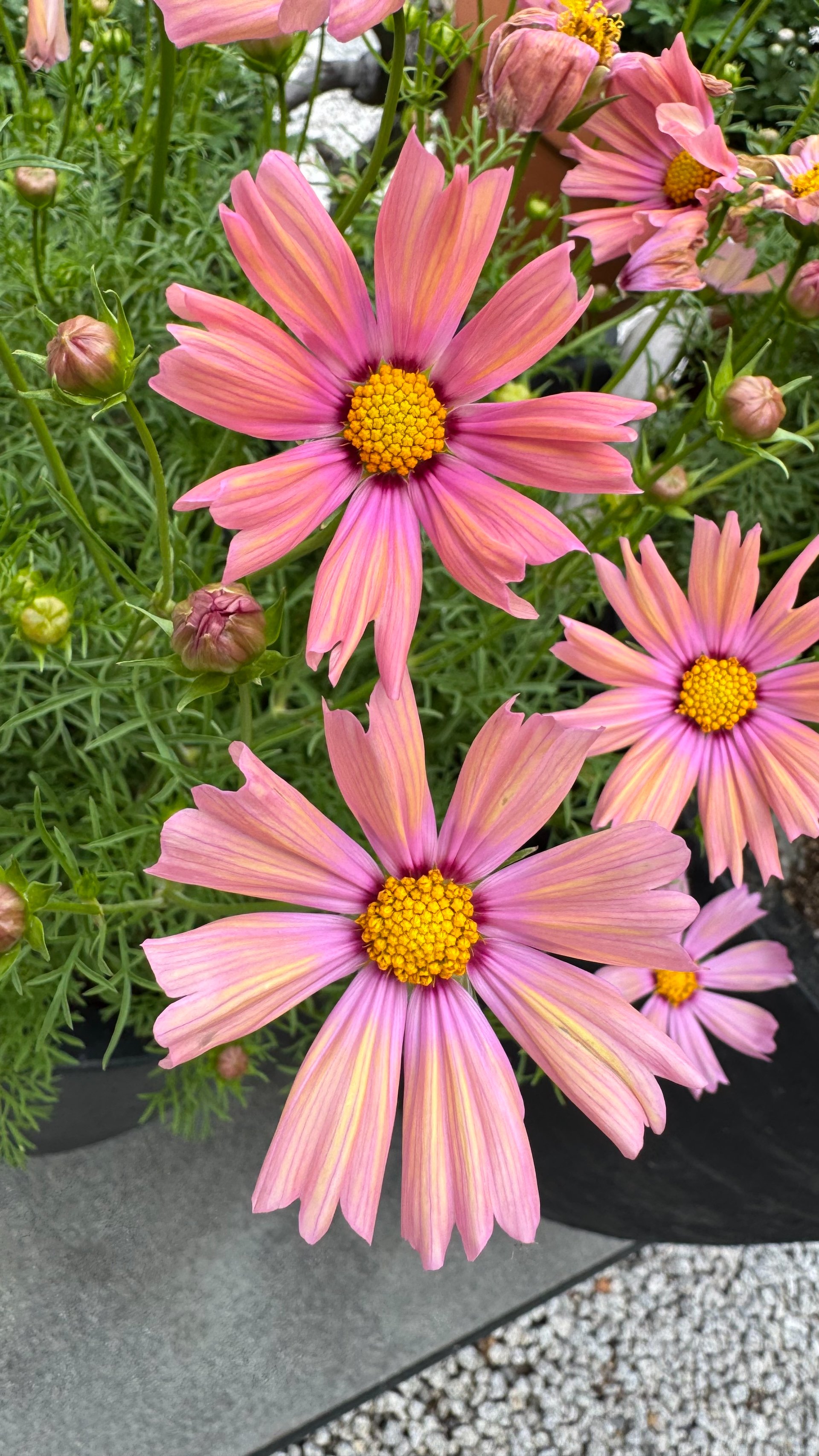 2025 10 Kyoto - 264.jpeg