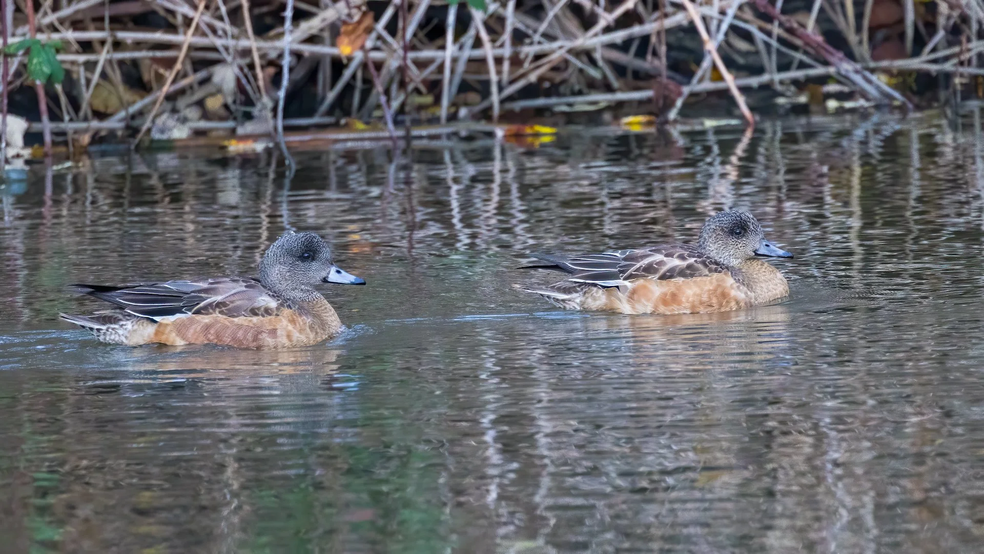  There were a lot of American Widgeons around today. These are two females.  