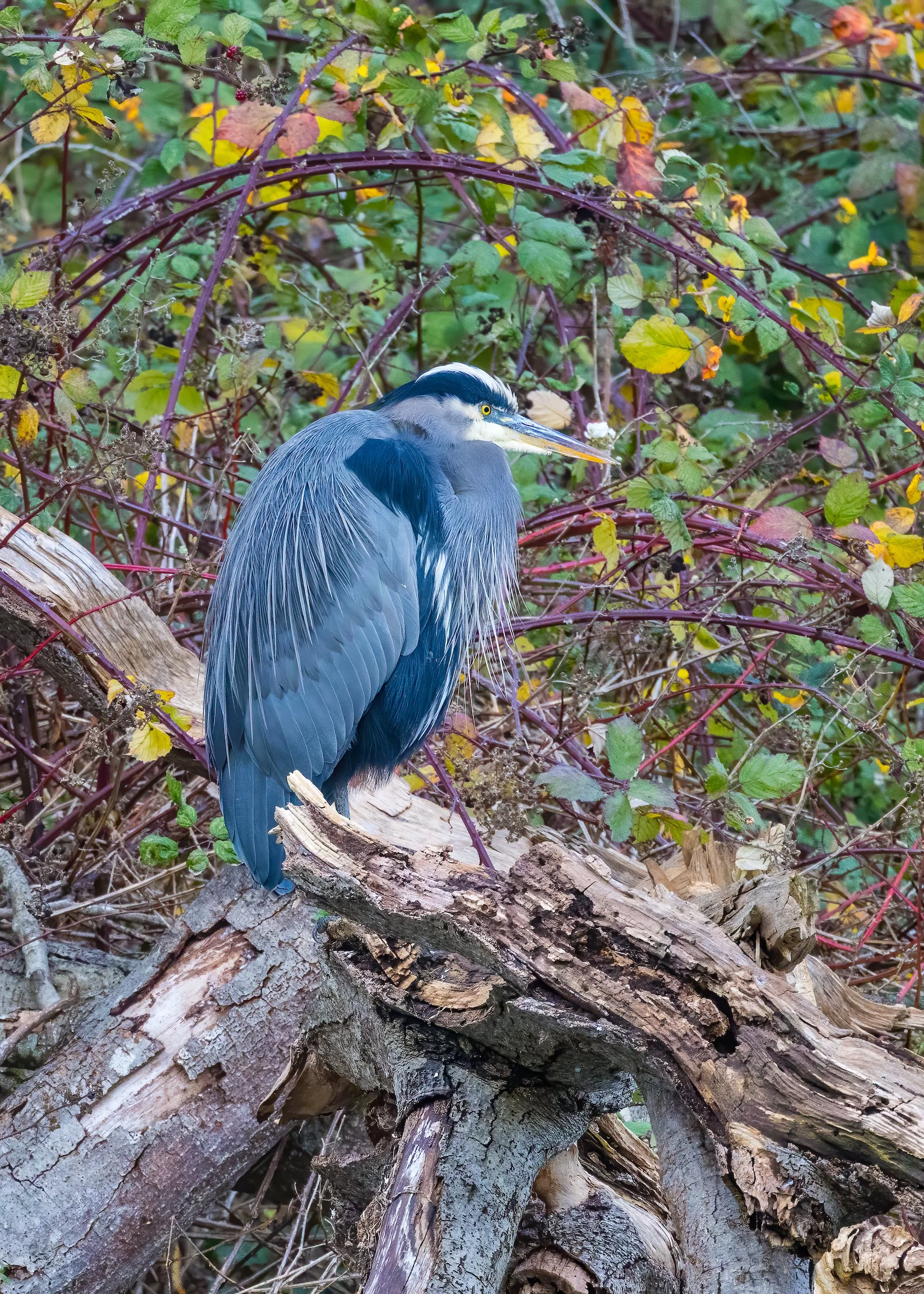  But most were just hanging out. 