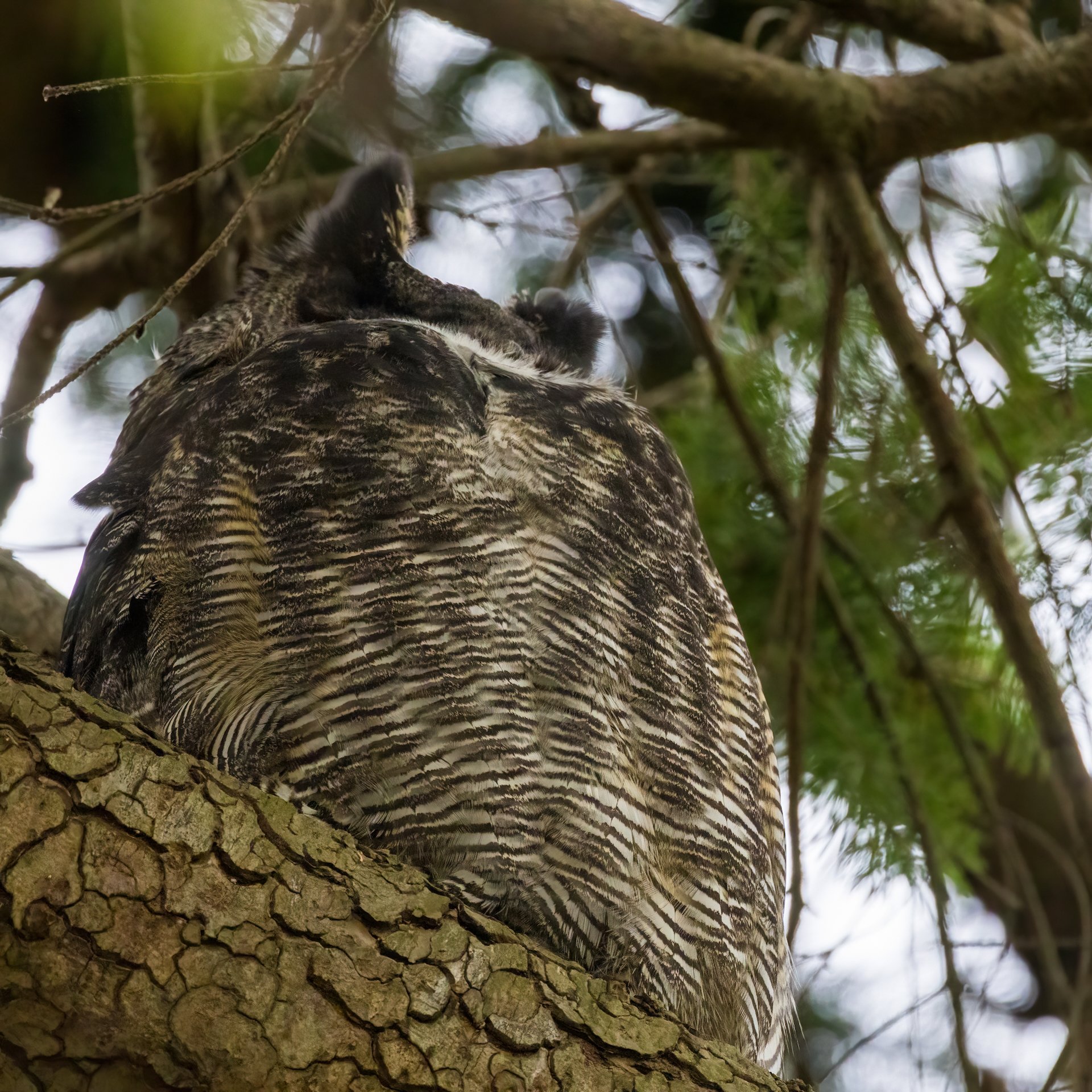  We did get lucky with a pair of Great Horned Owls! 