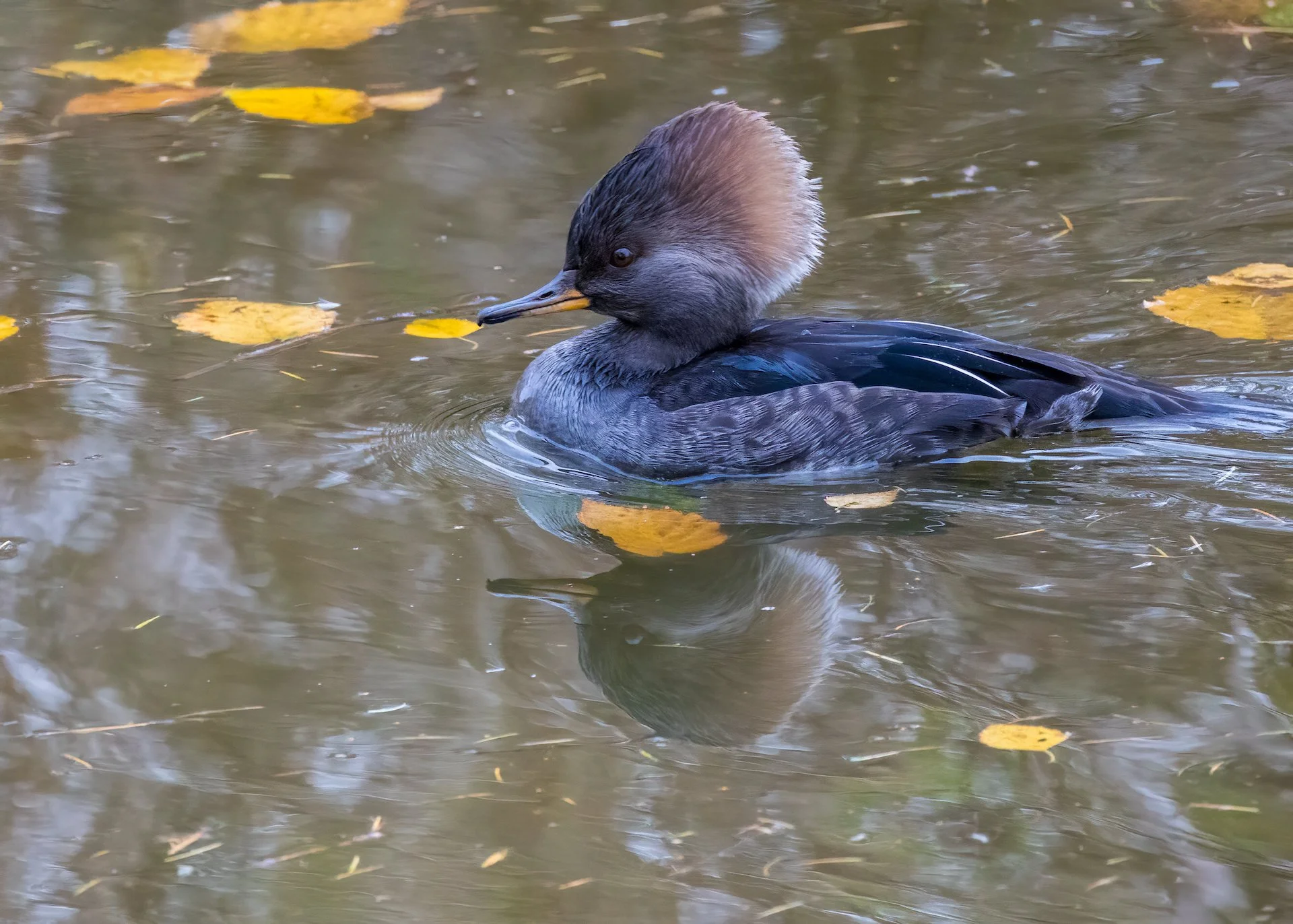  Female Hooded Merganser  