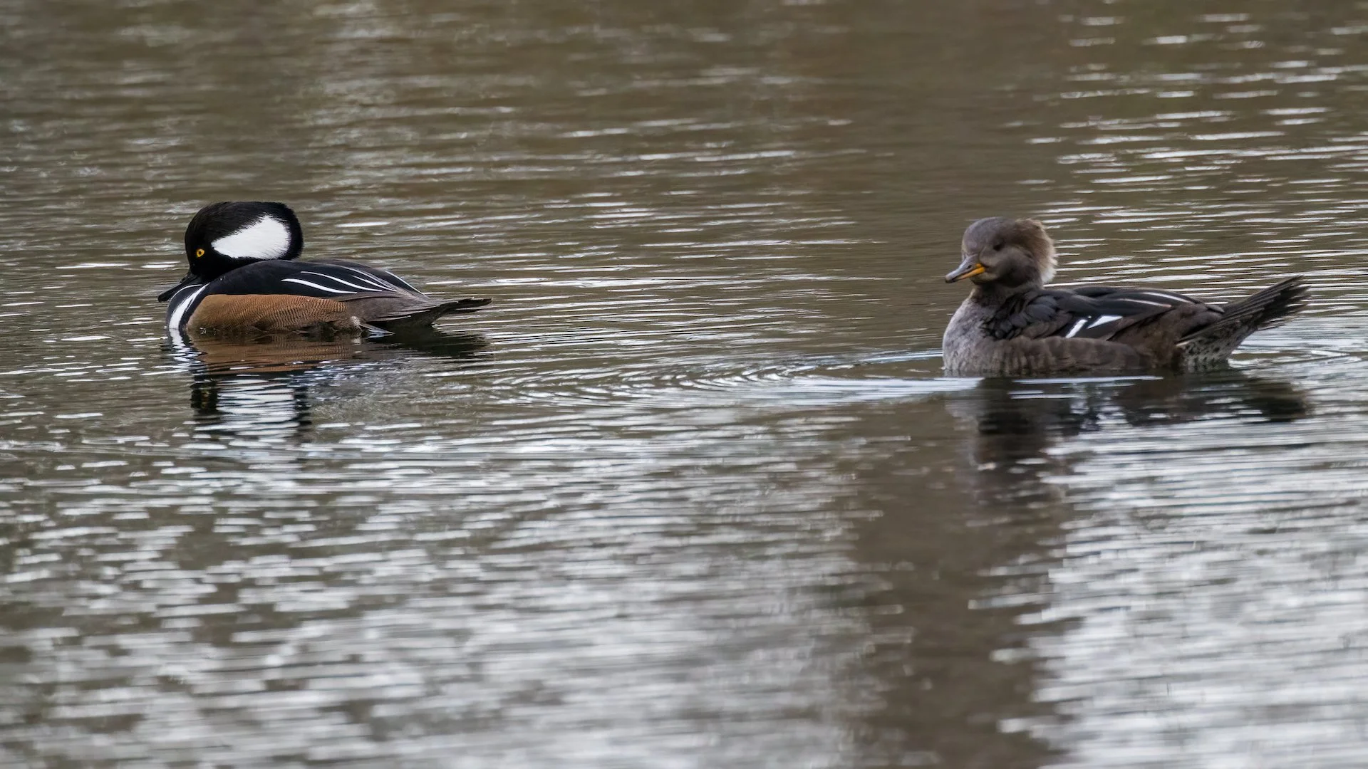  The Hooded Mergansers are one of my favorites. Such cool little ducks.  