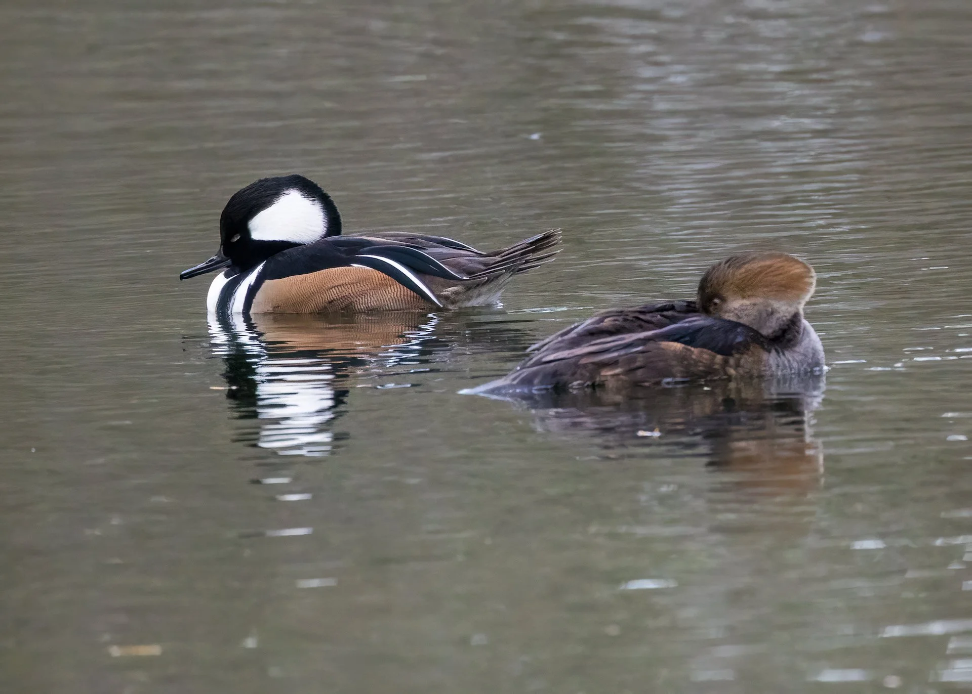 2025 11 Whitecaps and Reifel - 14.jpeg