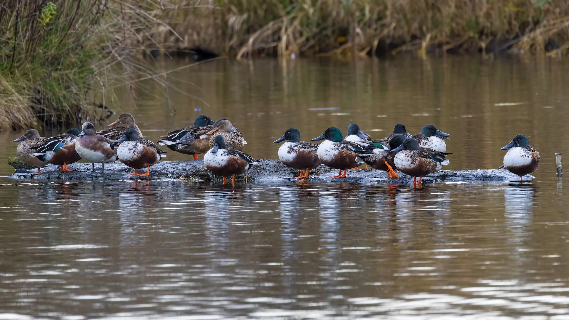  A whole flock of Northern Shovelers  